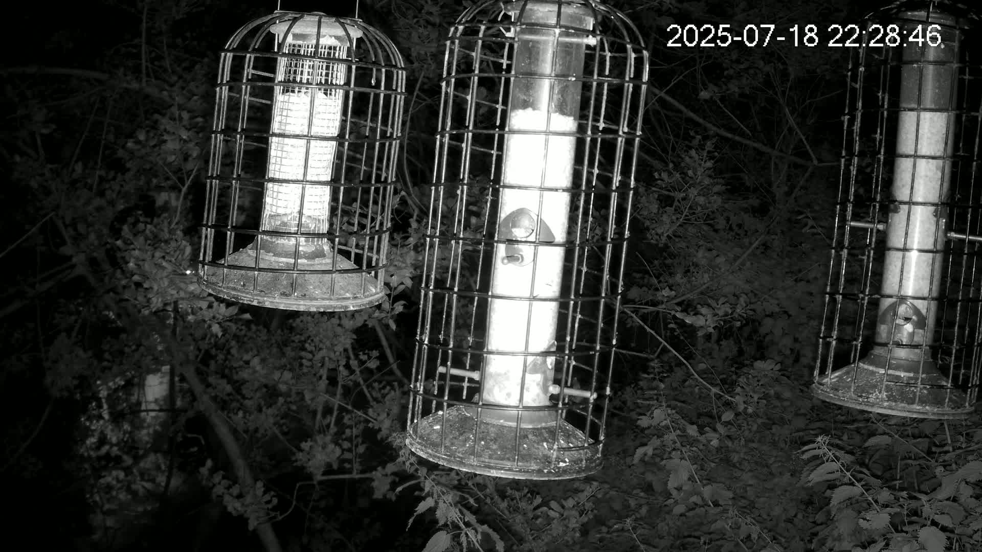 Cornwall, Bird Watching Bird Feeder Live Cam -  Helston, Cornwall, South West, England, United Kingdom