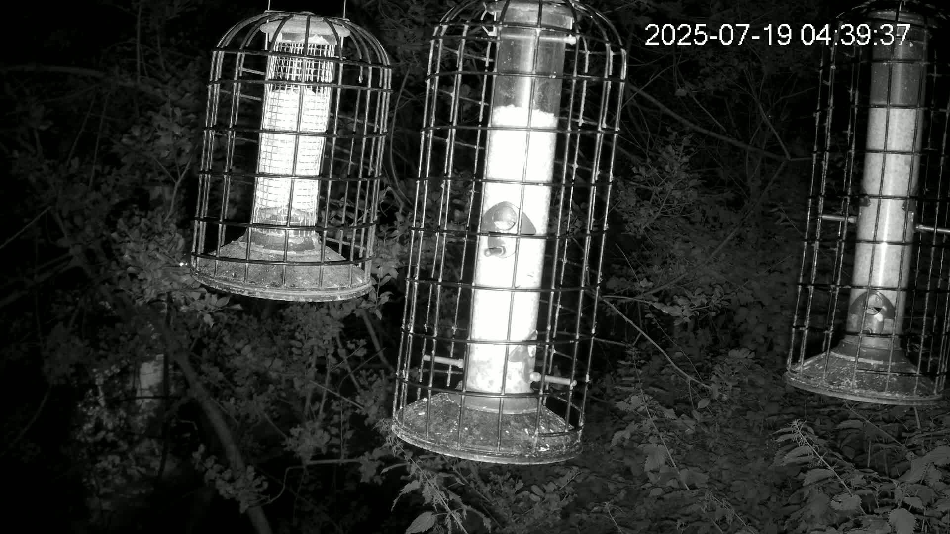 Three caged bird feeders hang from branches in the darkness of night.