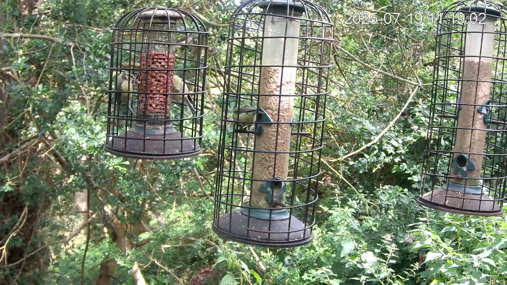 Three caged bird feeders hang from branches in a leafy, green wood, with several small birds feeding from them.
