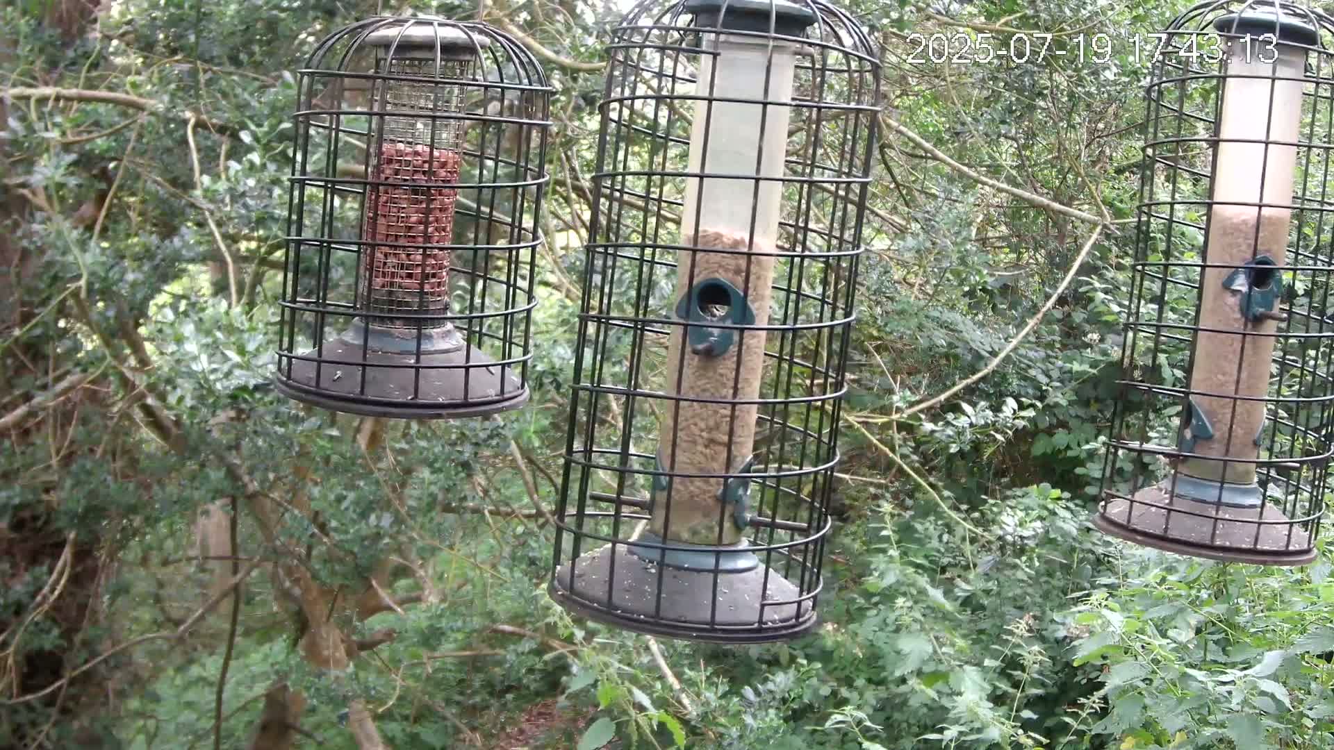 Cornwall, Bird Watching Bird Feeder Live Cam -  Helston, Cornwall, South West, England, United Kingdom