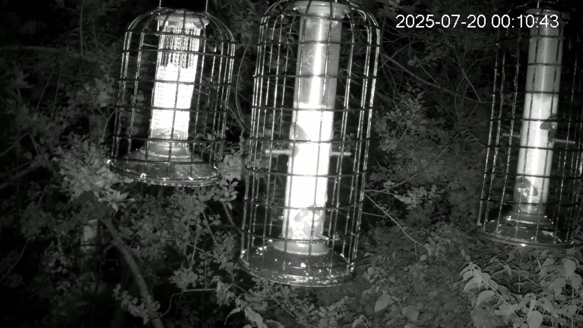 Cornwall, Bird Watching Bird Feeder Live Cam -  Helston, Cornwall, South West, England, United Kingdom