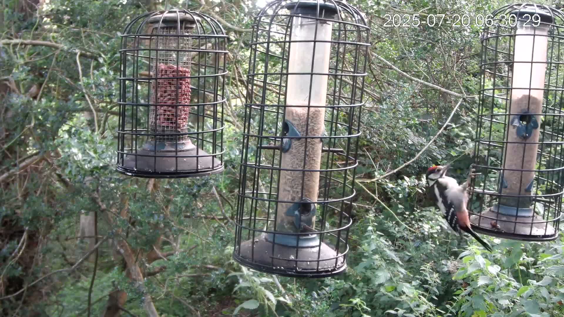 Cornwall, Bird Watching Bird Feeder Live Cam -  Helston, Cornwall, South West, England, United Kingdom