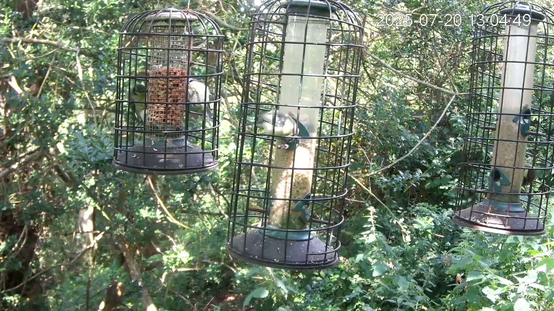 Cornwall, Bird Watching Bird Feeder Live Cam -  Helston, Cornwall, South West, England, United Kingdom
