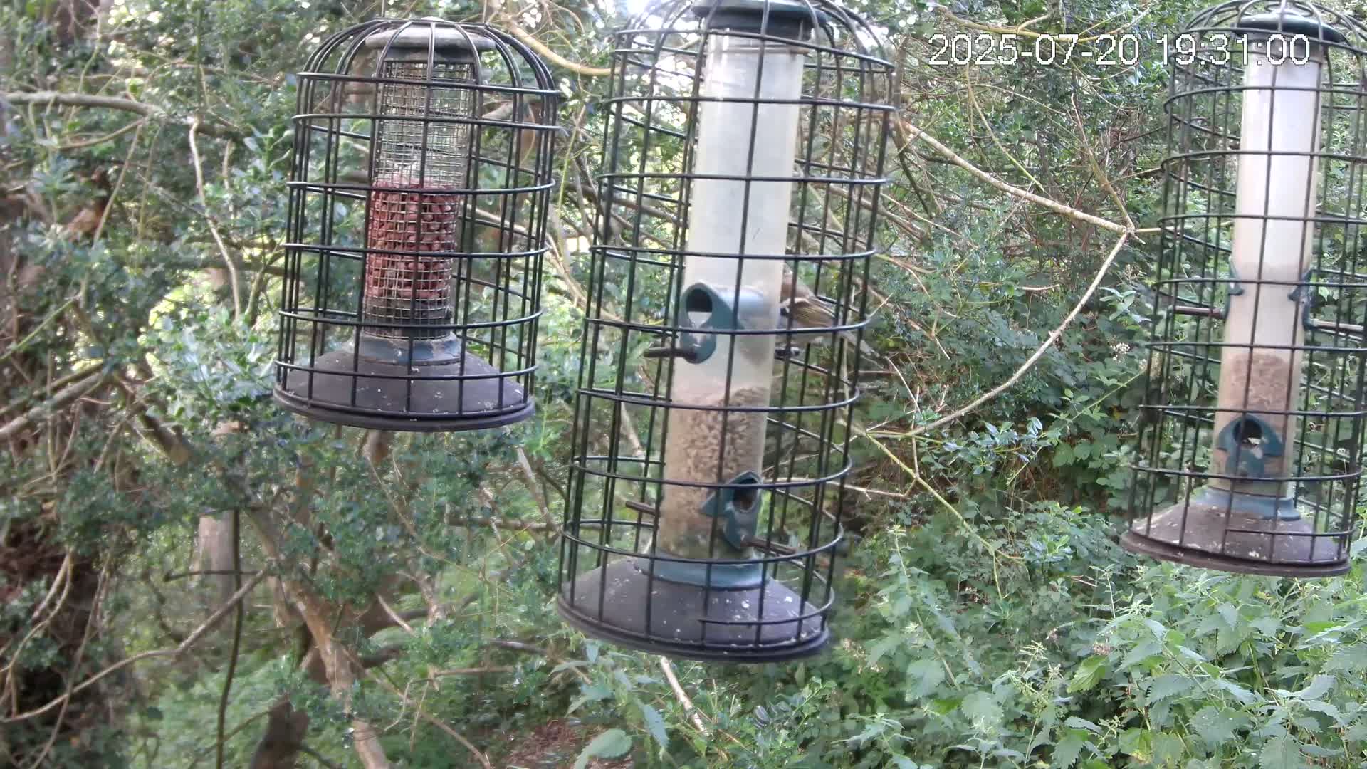 Cornwall, Bird Watching Bird Feeder Live Cam -  Helston, Cornwall, South West, England, United Kingdom