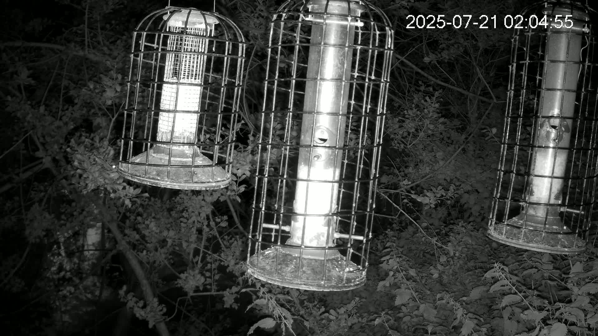 Cornwall, Bird Watching Bird Feeder Live Cam -  Helston, Cornwall, South West, England, United Kingdom