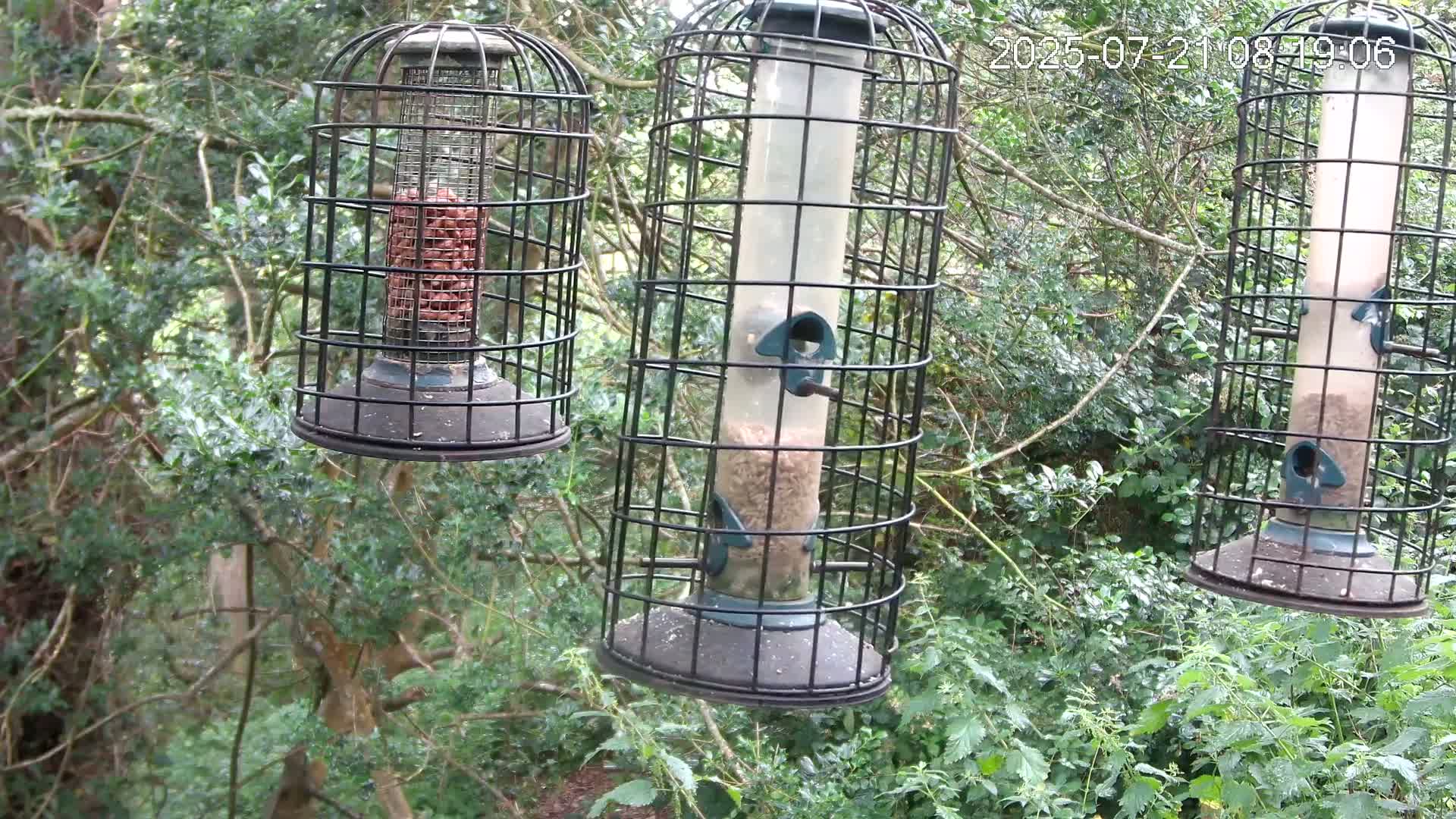 Cornwall, Bird Watching Bird Feeder Live Cam -  Helston, Cornwall, South West, England, United Kingdom