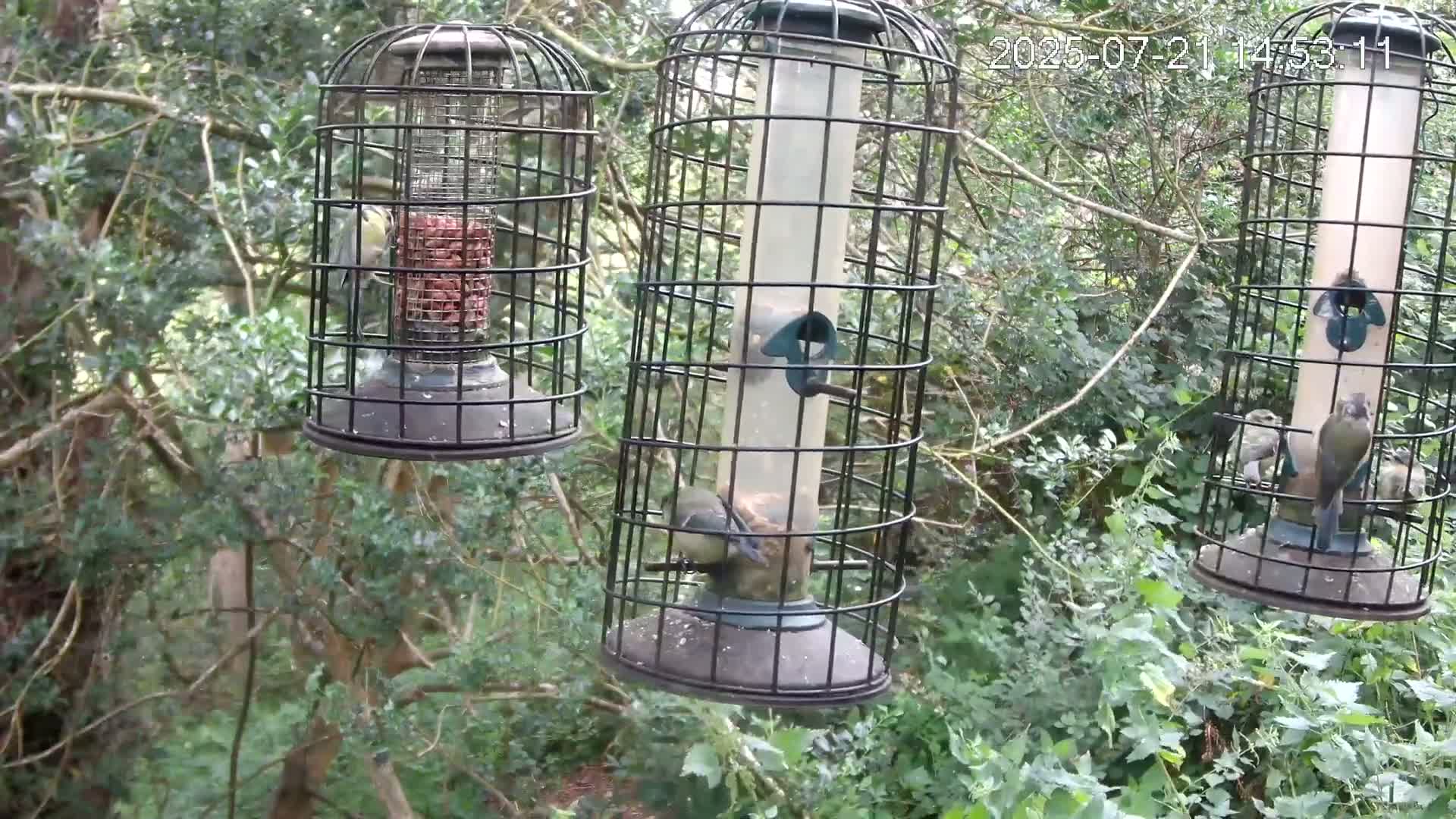 Cornwall, Bird Watching Bird Feeder Live Cam -  Helston, Cornwall, South West, England, United Kingdom