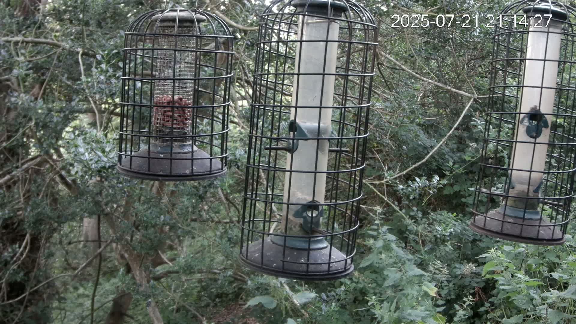 Cornwall, Bird Watching Bird Feeder Live Cam -  Helston, Cornwall, South West, England, United Kingdom