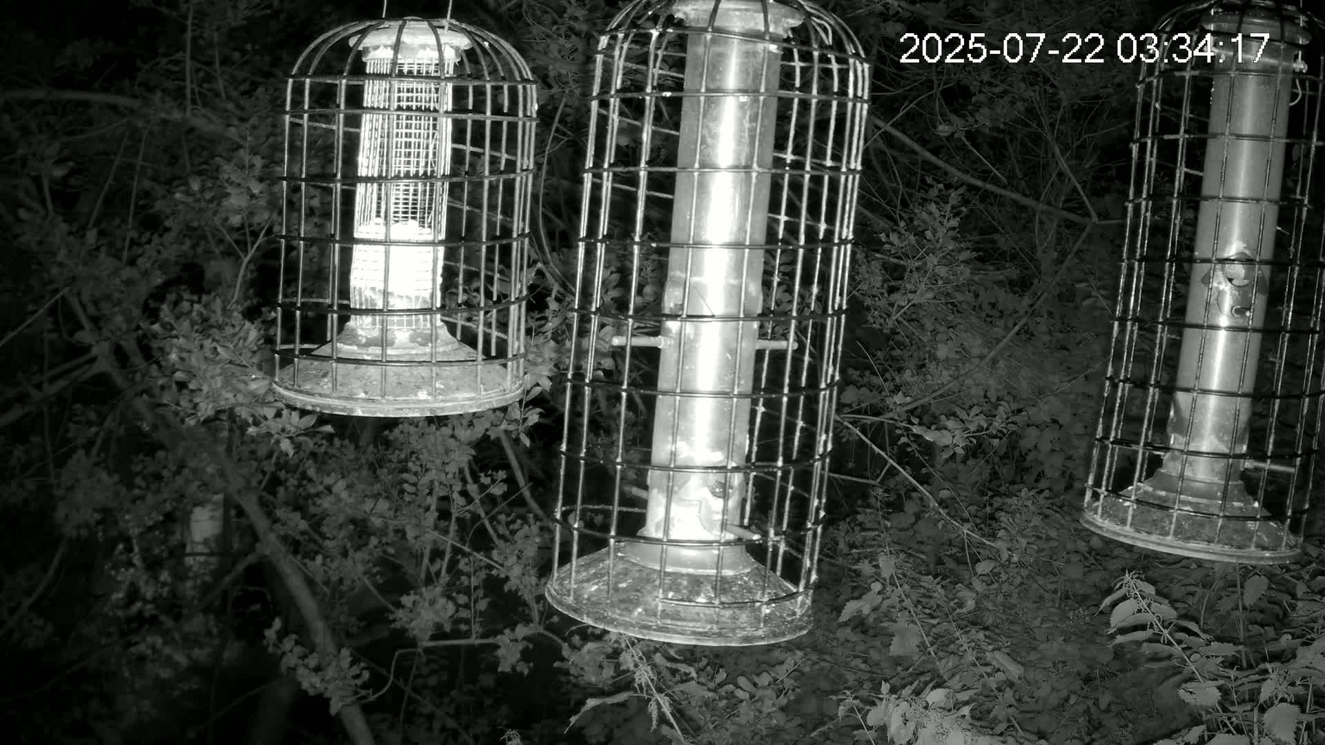 Cornwall, Bird Watching Bird Feeder Live Cam -  Helston, Cornwall, South West, England, United Kingdom