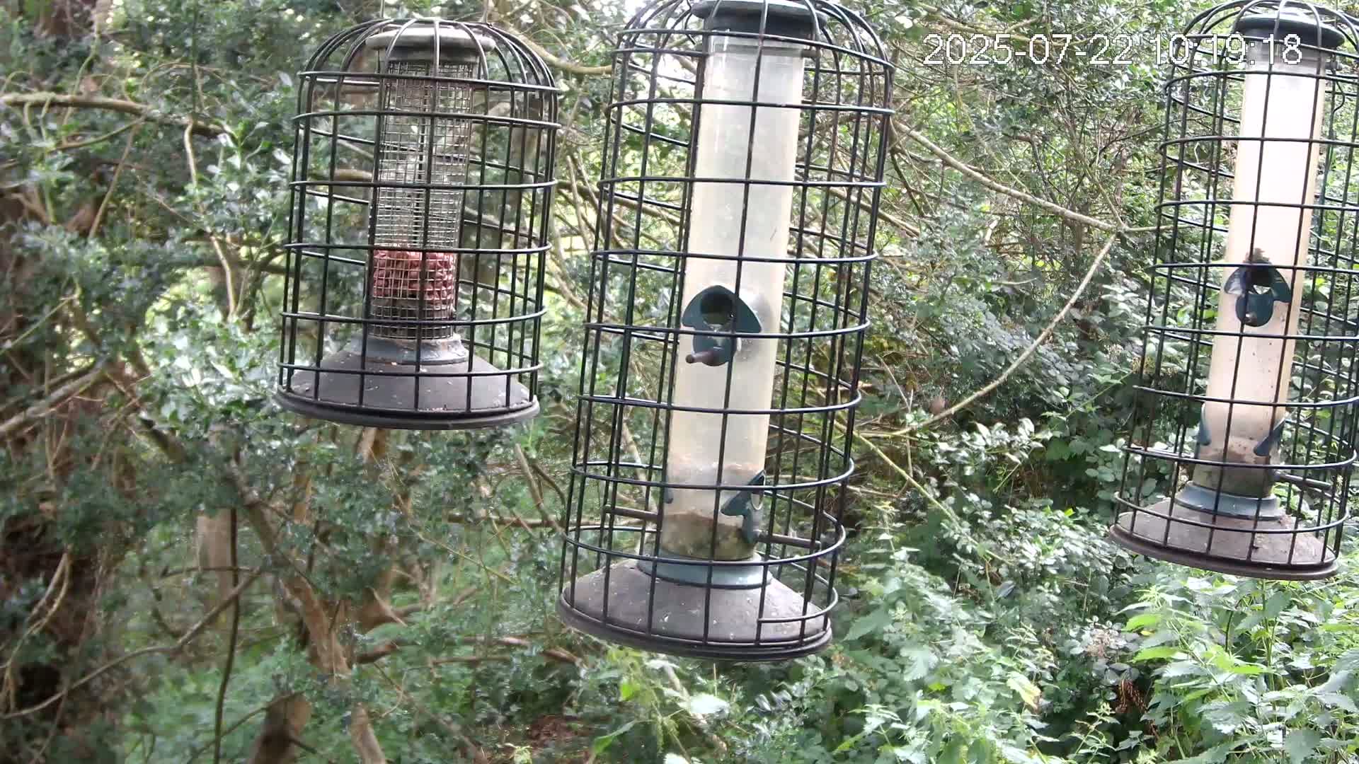Cornwall, Bird Watching Bird Feeder Live Cam -  Helston, Cornwall, South West, England, United Kingdom