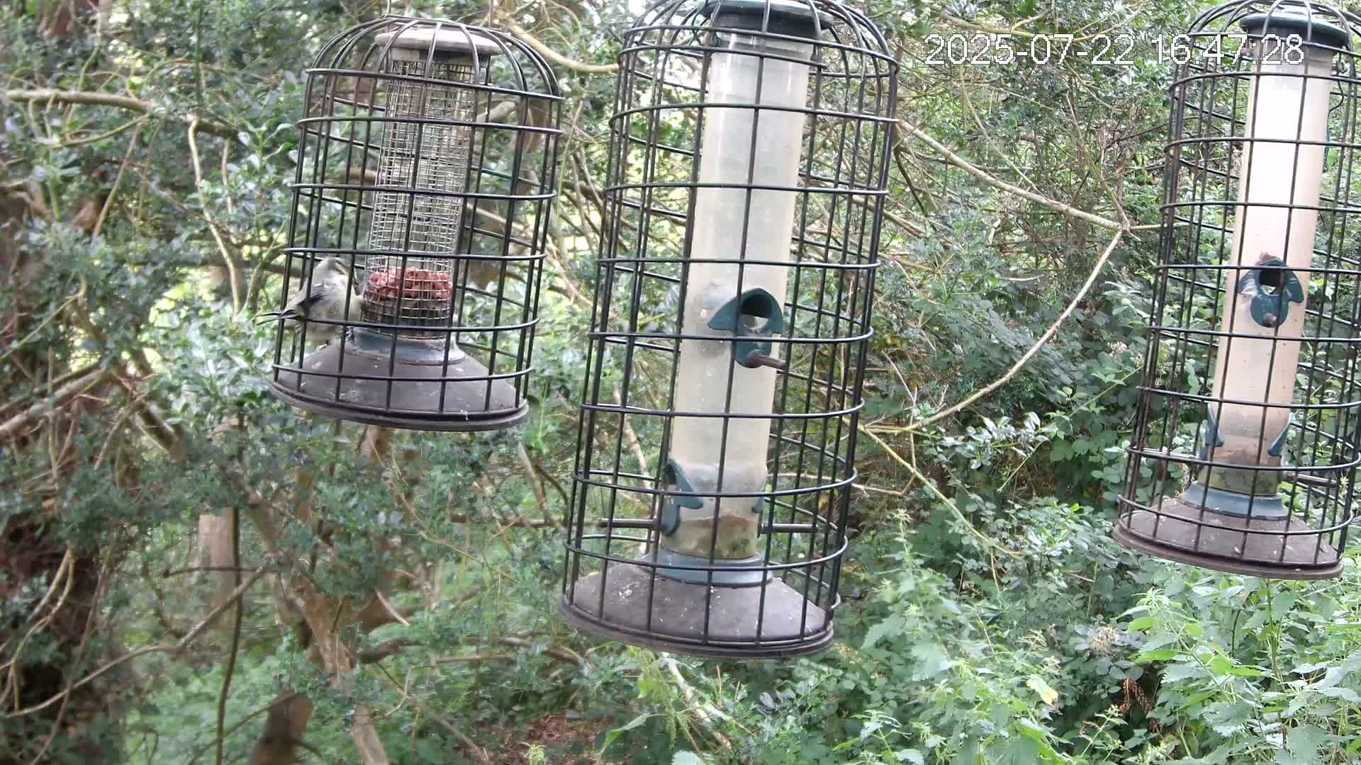 Cornwall, Bird Watching Bird Feeder Live Cam -  Helston, Cornwall, South West, England, United Kingdom