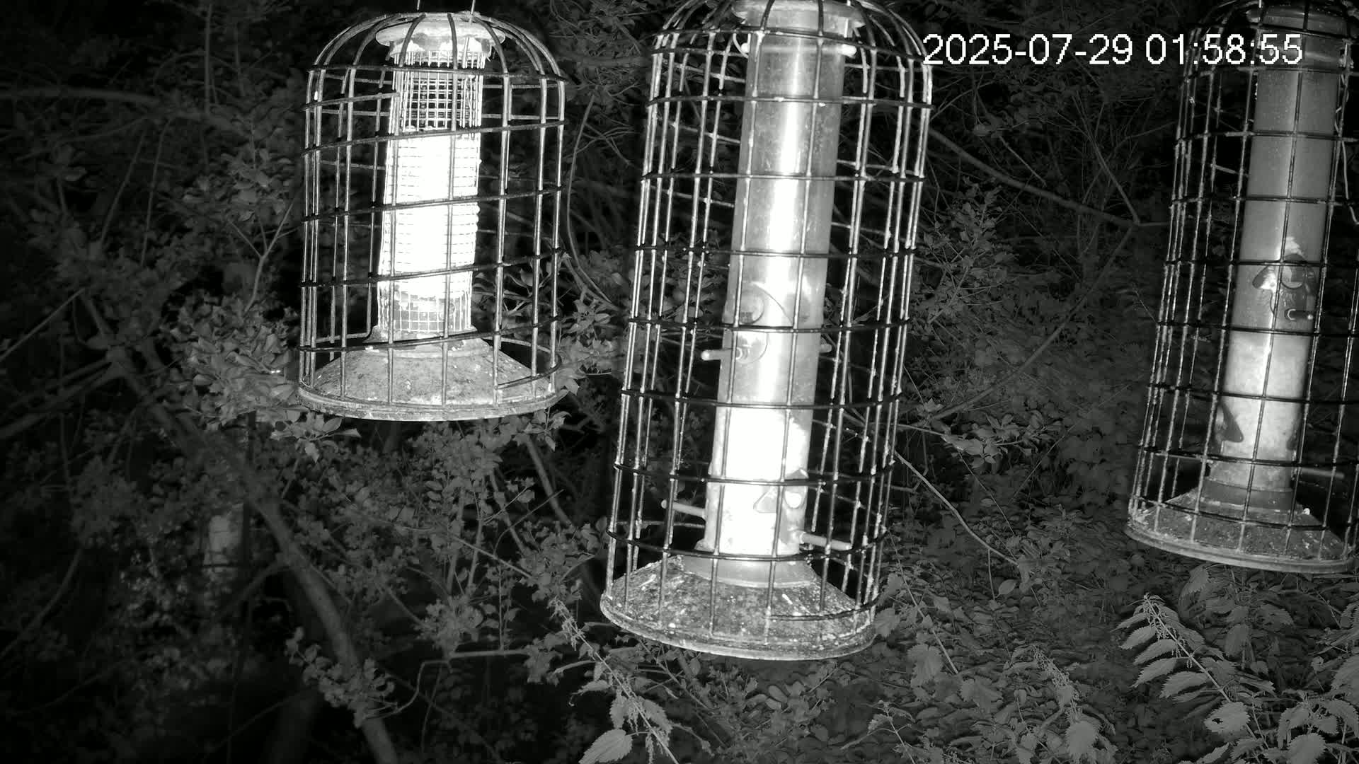 Cornwall, Bird Watching Bird Feeder Live Cam -  Helston, Cornwall, South West, England, United Kingdom