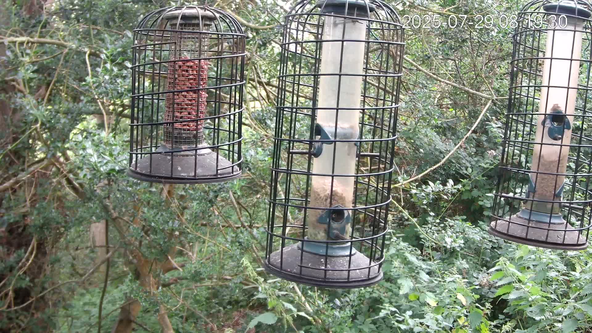 Three caged bird feeders hang from tree branches in a leafy, wooded area.