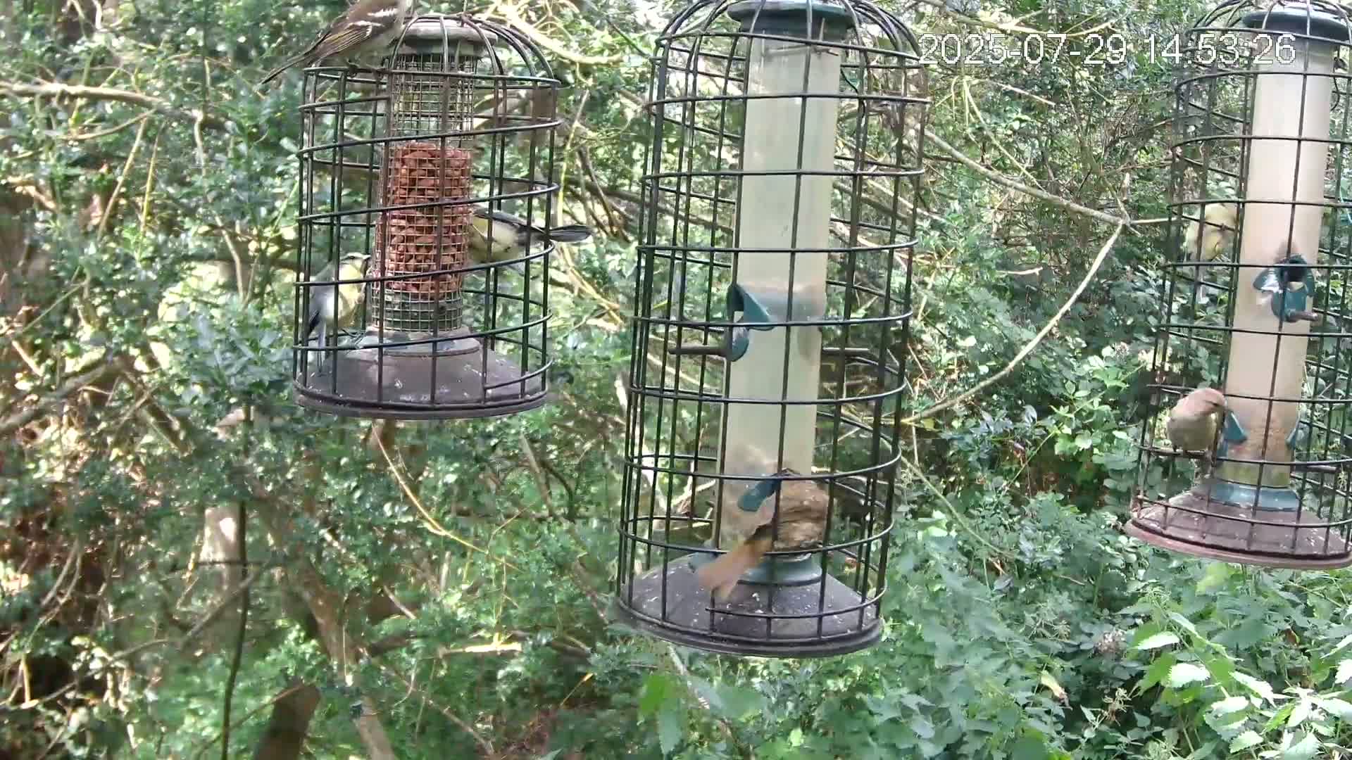 Cornwall, Bird Watching Bird Feeder Live Cam -  Helston, Cornwall, South West, England, United Kingdom