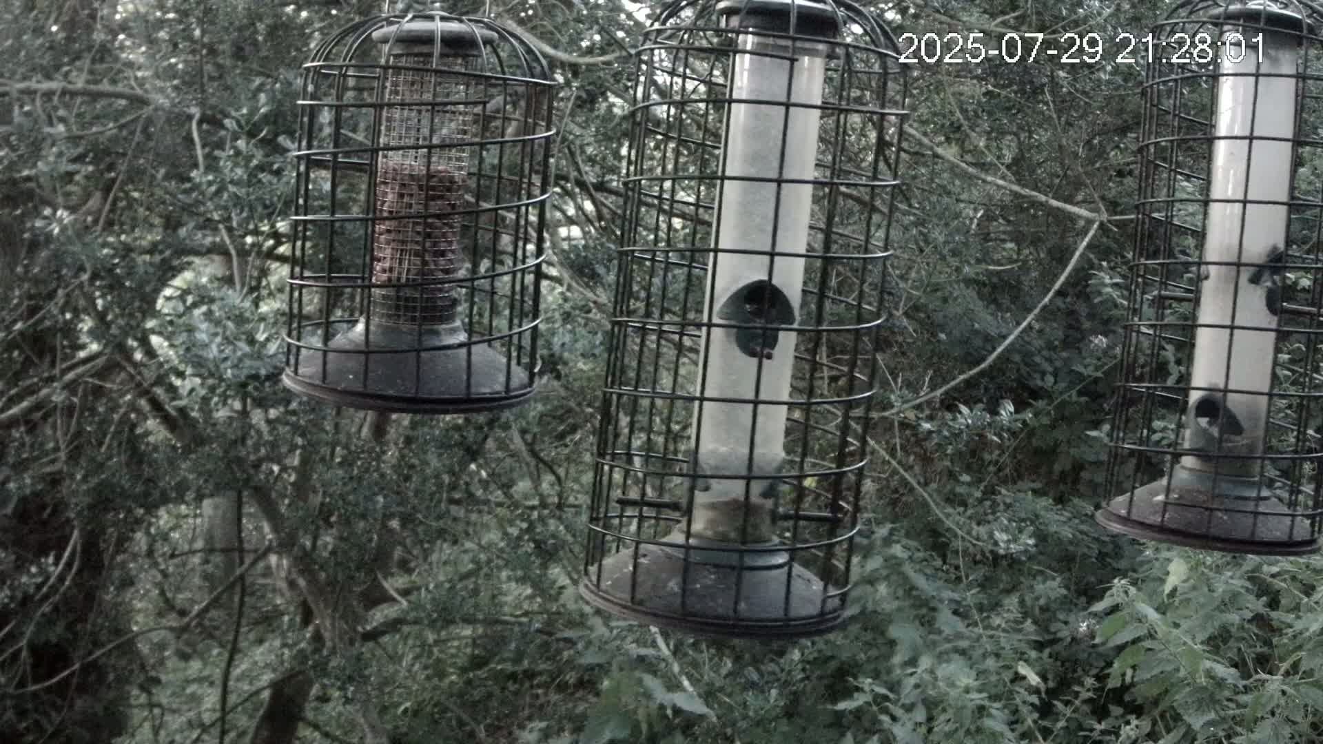 Cornwall, Bird Watching Bird Feeder Live Cam -  Helston, Cornwall, South West, England, United Kingdom