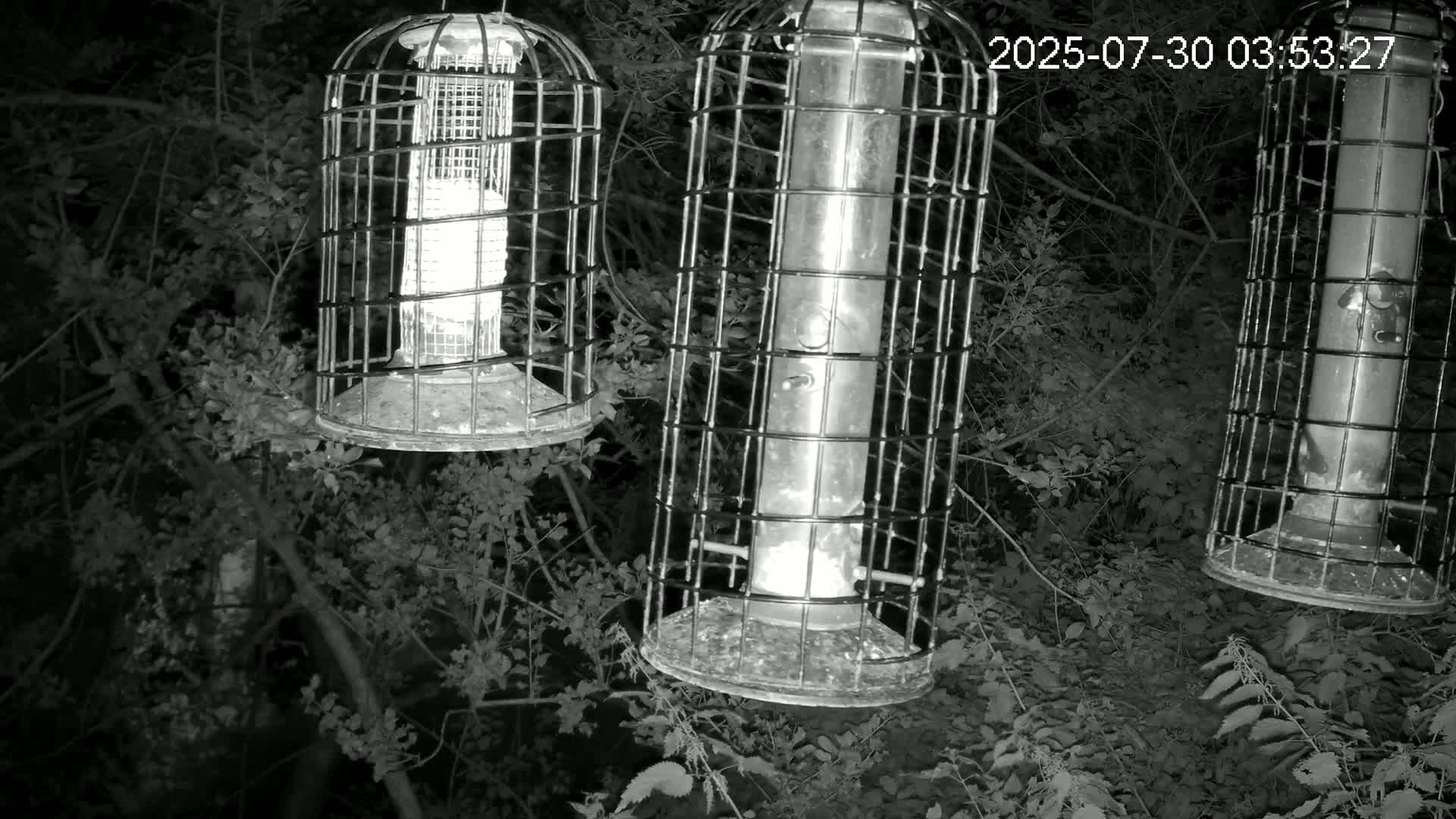 Three caged bird feeders hang from tree branches in a leafy, wooded area.