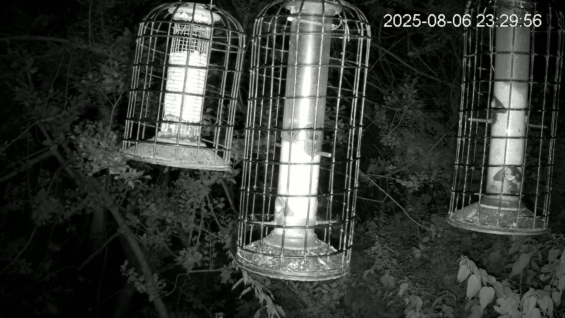 Cornwall, Bird Watching Bird Feeder Live Cam -  Helston, Cornwall, South West, England, United Kingdom