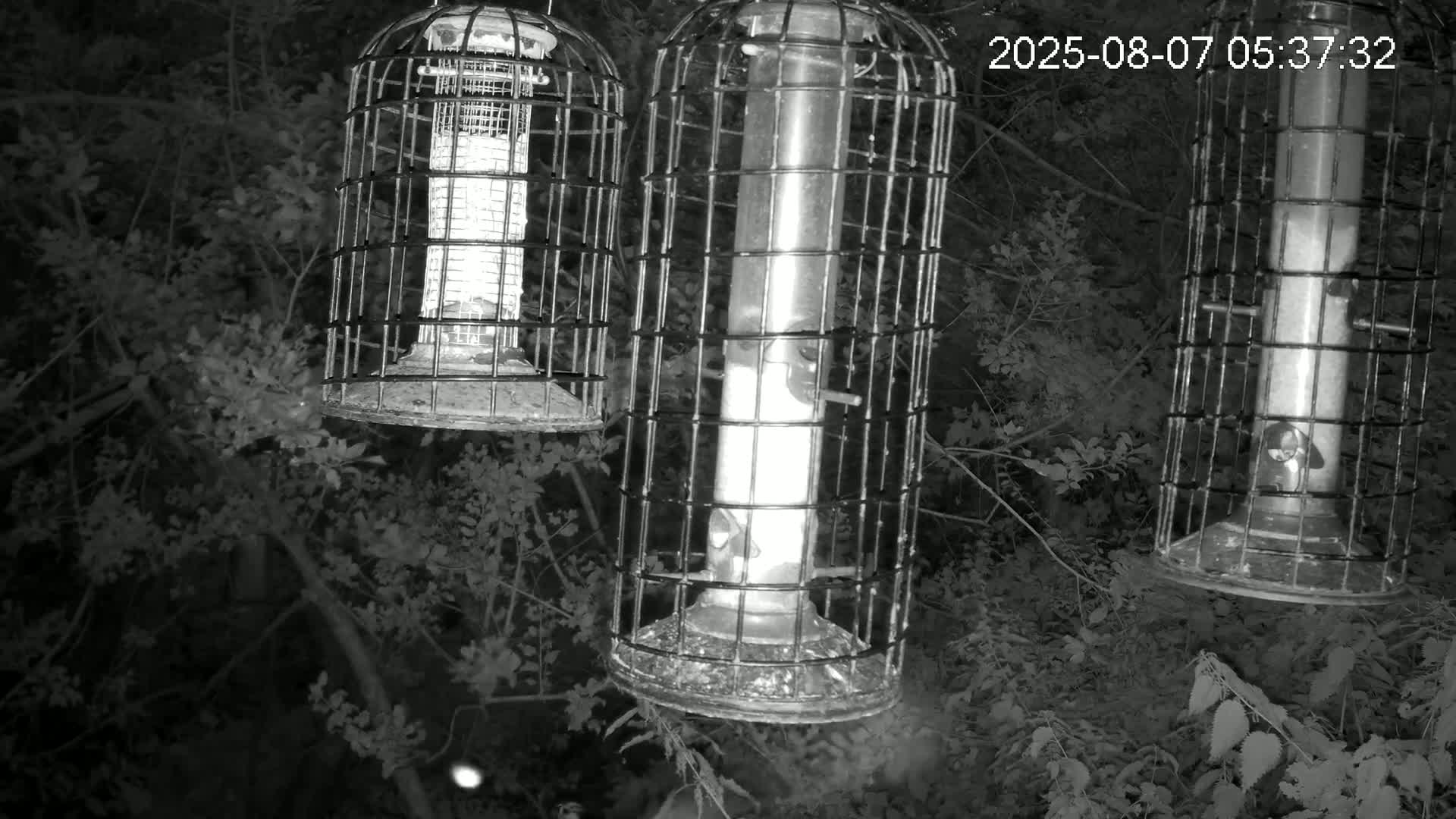 Cornwall, Bird Watching Bird Feeder Live Cam -  Helston, Cornwall, South West, England, United Kingdom