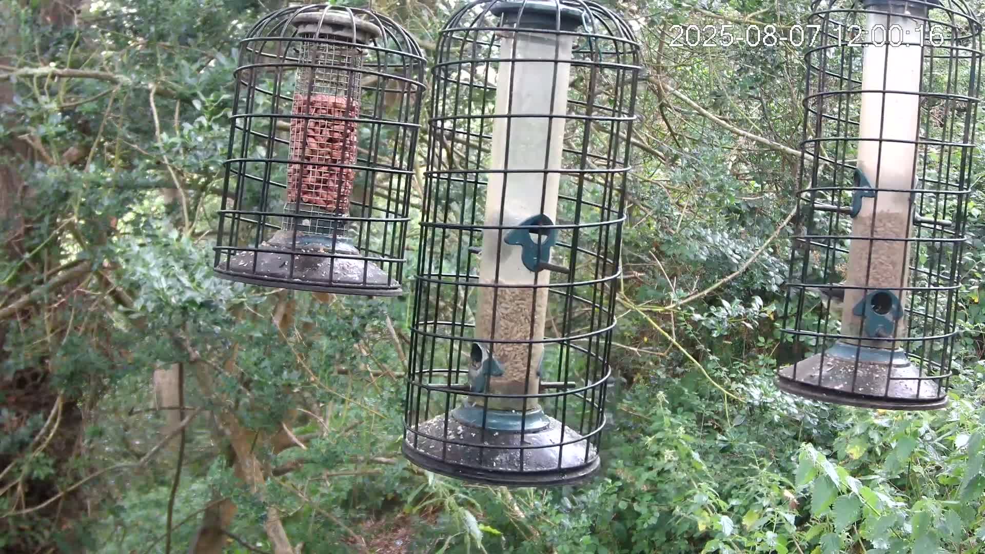Cornwall, Bird Watching Bird Feeder Live Cam -  Helston, Cornwall, South West, England, United Kingdom