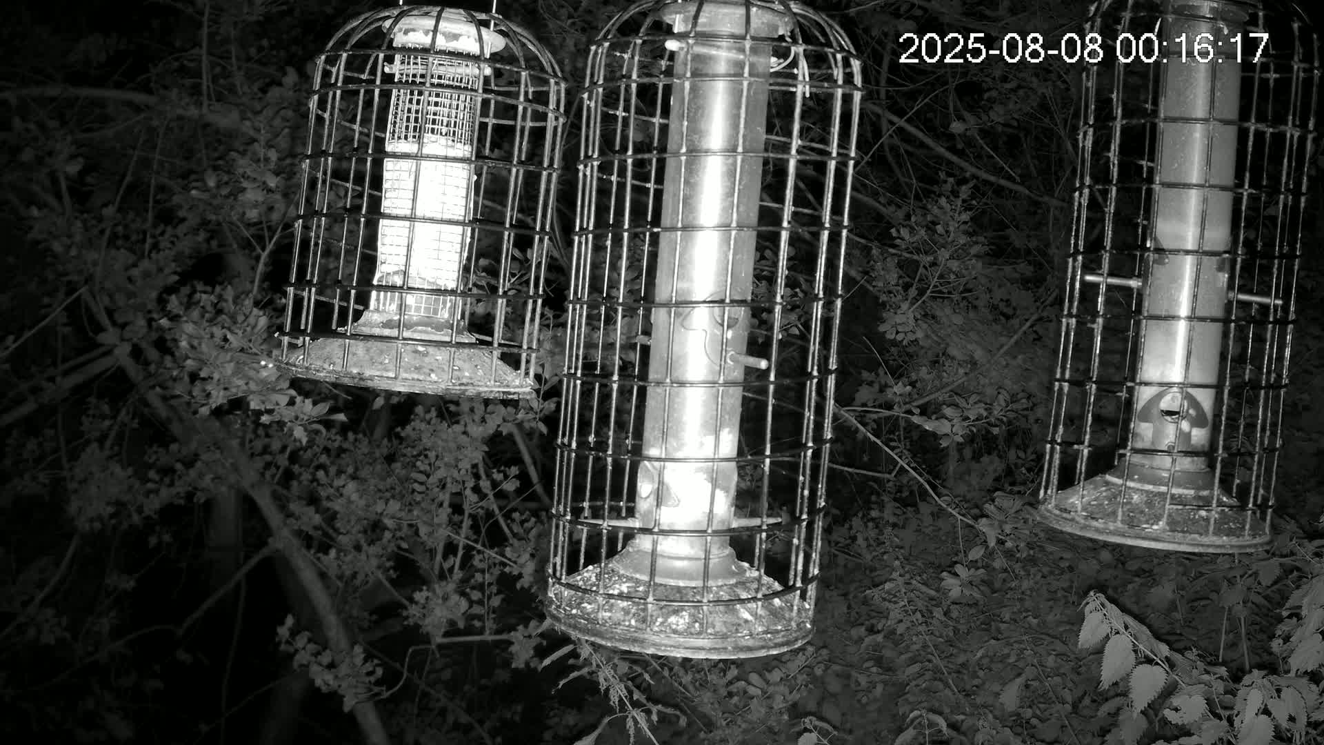 Cornwall, Bird Watching Bird Feeder Live Cam -  Helston, Cornwall, South West, England, United Kingdom