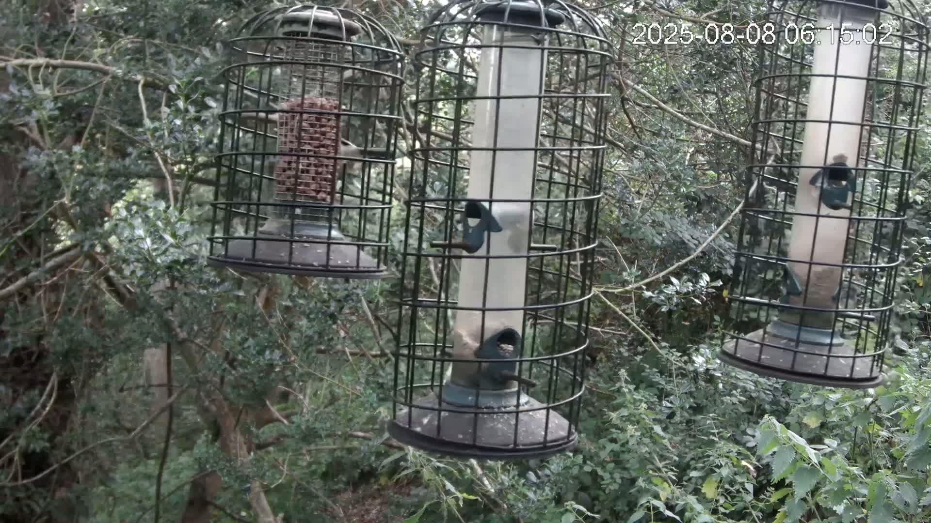 Cornwall, Bird Watching Bird Feeder Live Cam -  Helston, Cornwall, South West, England, United Kingdom