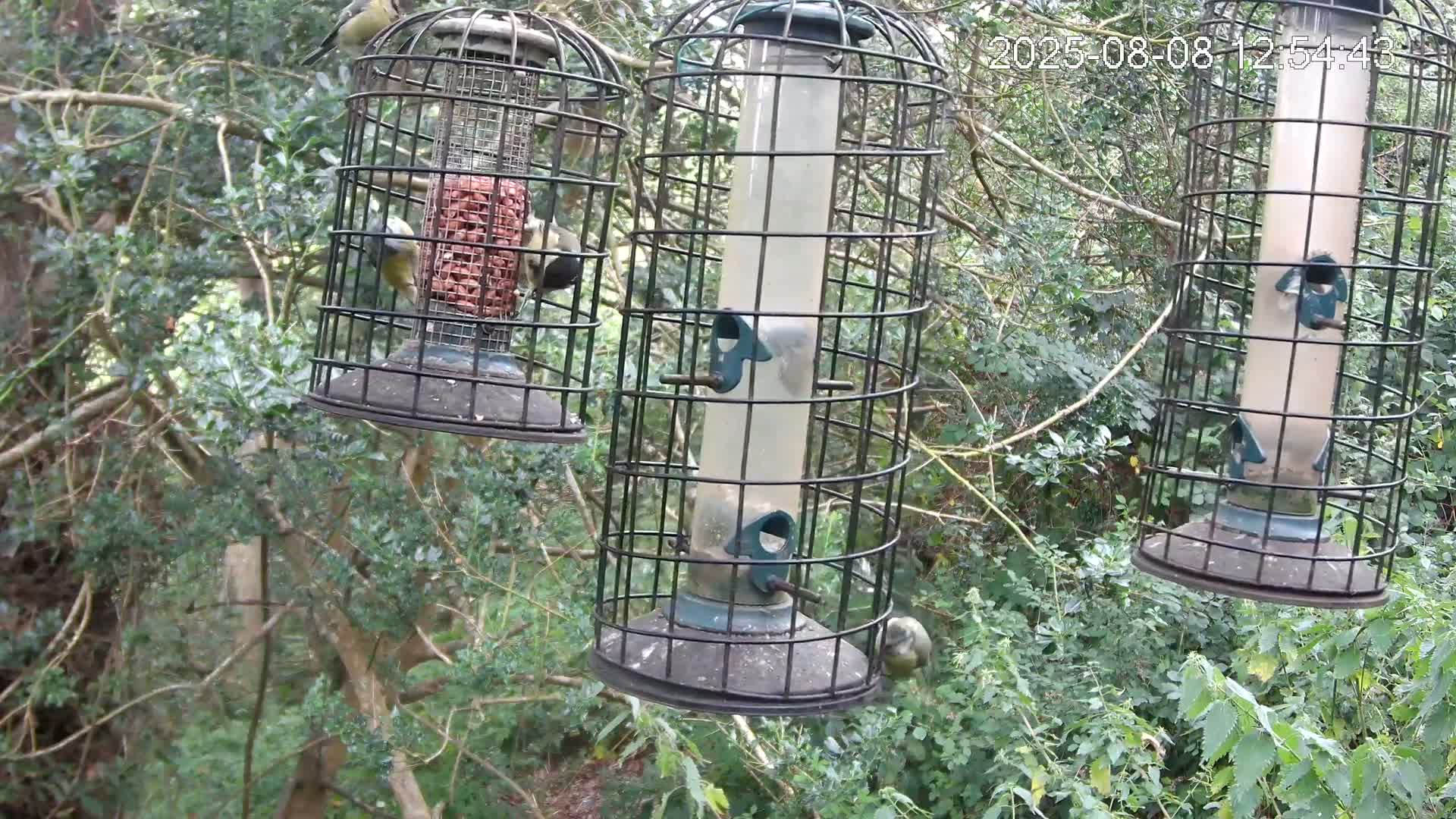 Cornwall, Bird Watching Bird Feeder Live Cam -  Helston, Cornwall, South West, England, United Kingdom
