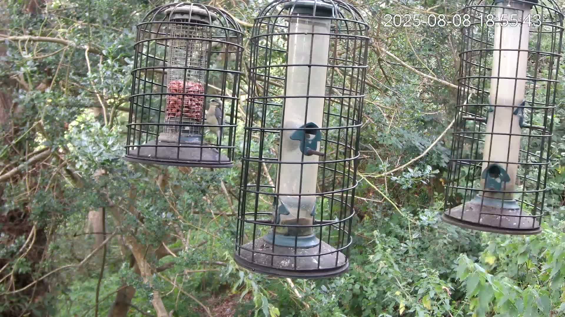 Cornwall, Bird Watching Bird Feeder Live Cam -  Helston, Cornwall, South West, England, United Kingdom