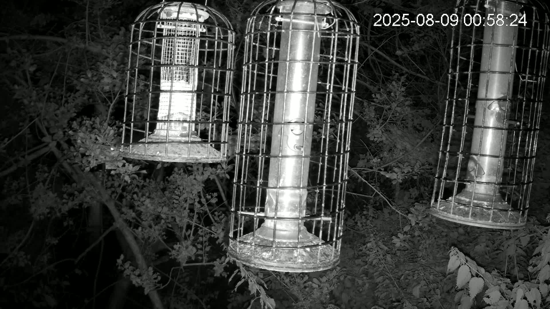 Cornwall, Bird Watching Bird Feeder Live Cam -  Helston, Cornwall, South West, England, United Kingdom