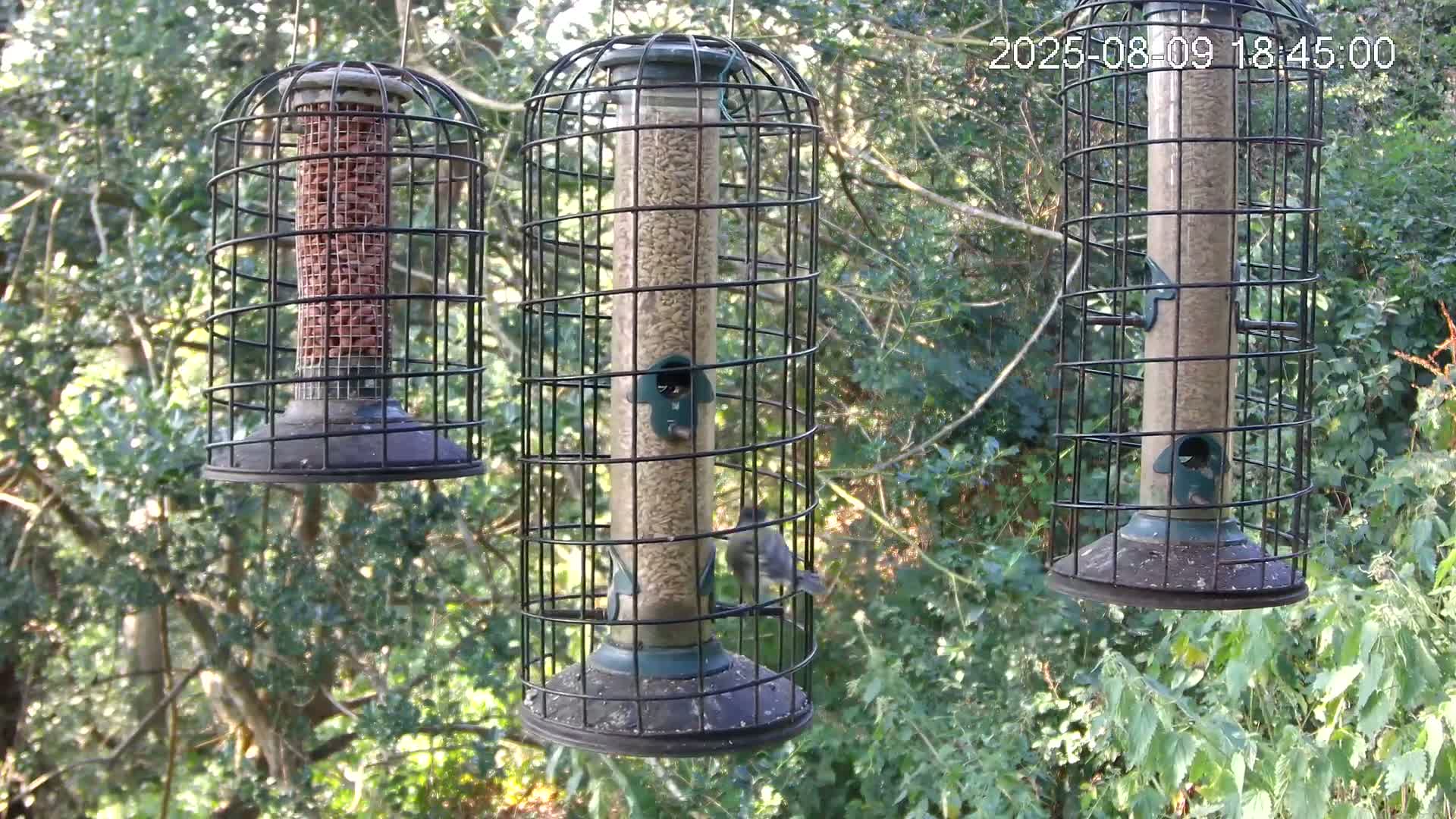 Cornwall, Bird Watching Bird Feeder Live Cam -  Helston, Cornwall, South West, England, United Kingdom