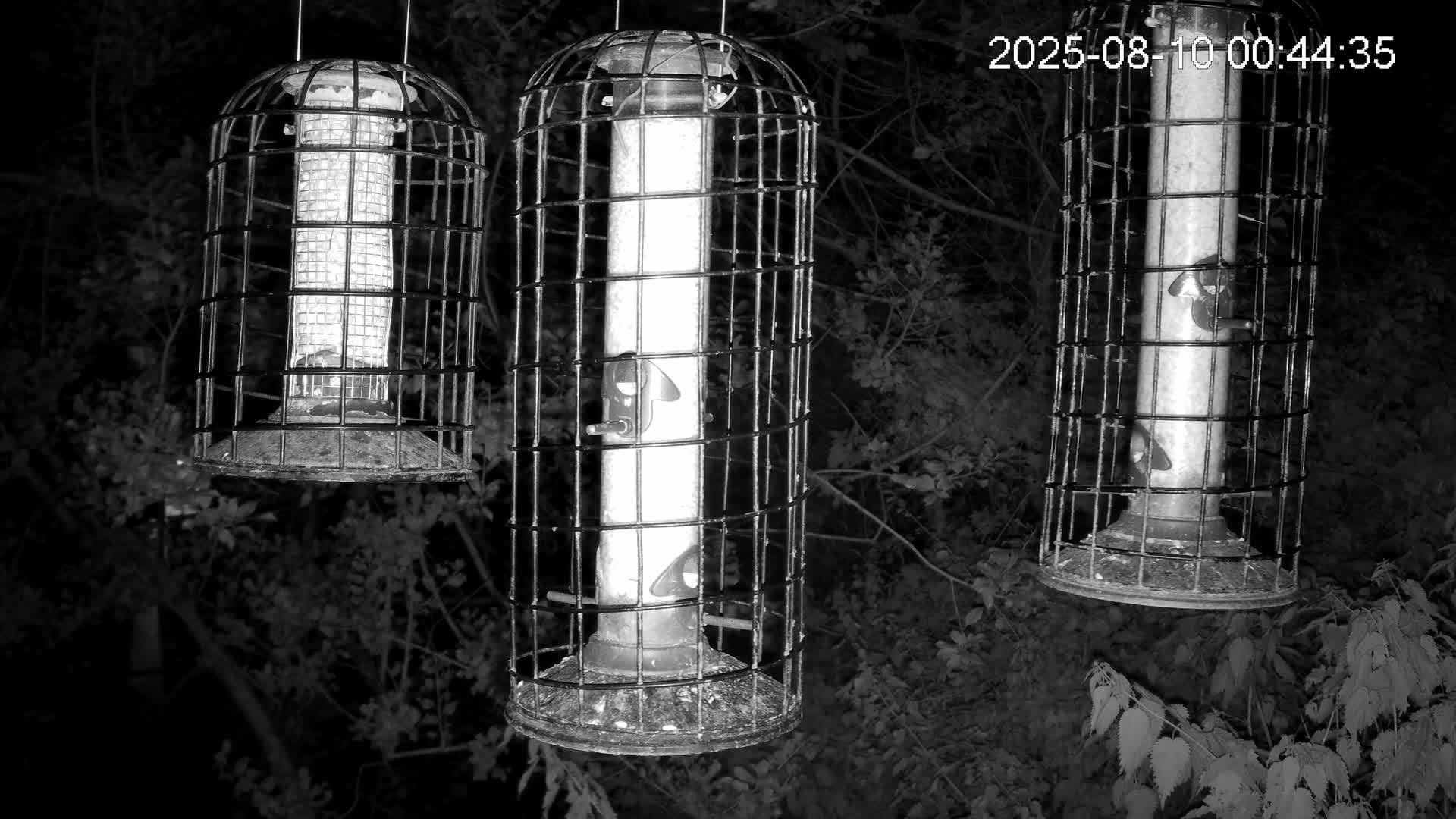 Cornwall, Bird Watching Bird Feeder Live Cam -  Helston, Cornwall, South West, England, United Kingdom