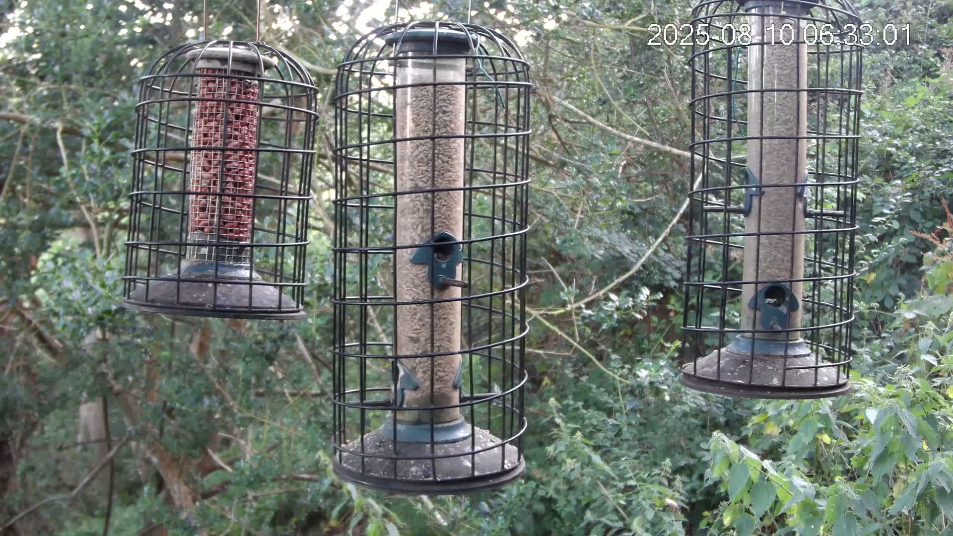 Cornwall, Bird Watching Bird Feeder Live Cam -  Helston, Cornwall, South West, England, United Kingdom