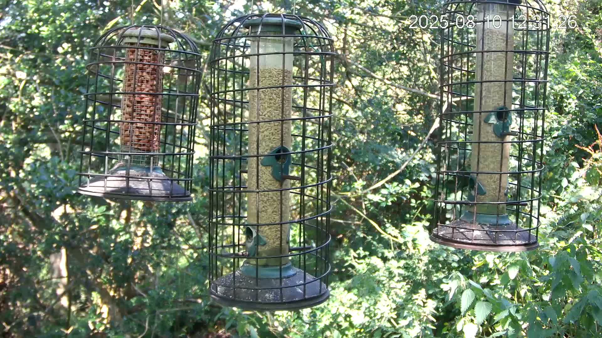 Cornwall, Bird Watching Bird Feeder Live Cam -  Helston, Cornwall, South West, England, United Kingdom