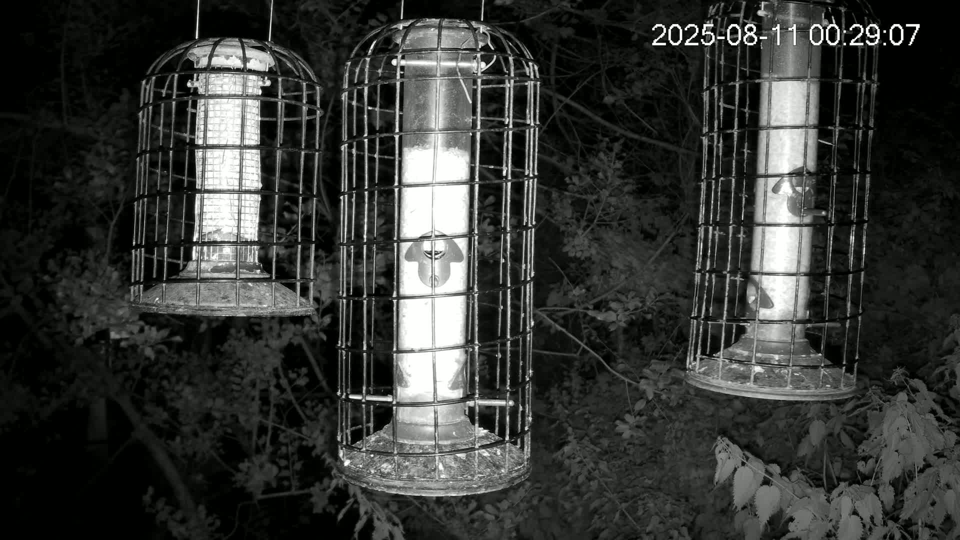 Cornwall, Bird Watching Bird Feeder Live Cam -  Helston, Cornwall, South West, England, United Kingdom