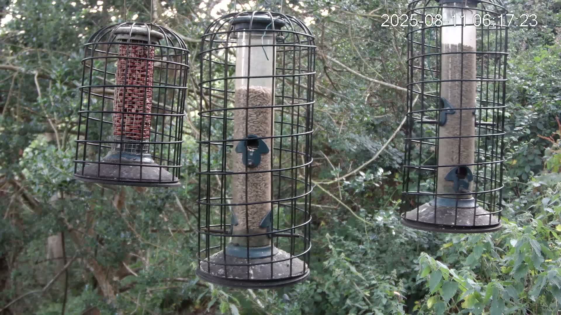 Cornwall, Bird Watching Bird Feeder Live Cam -  Helston, Cornwall, South West, England, United Kingdom
