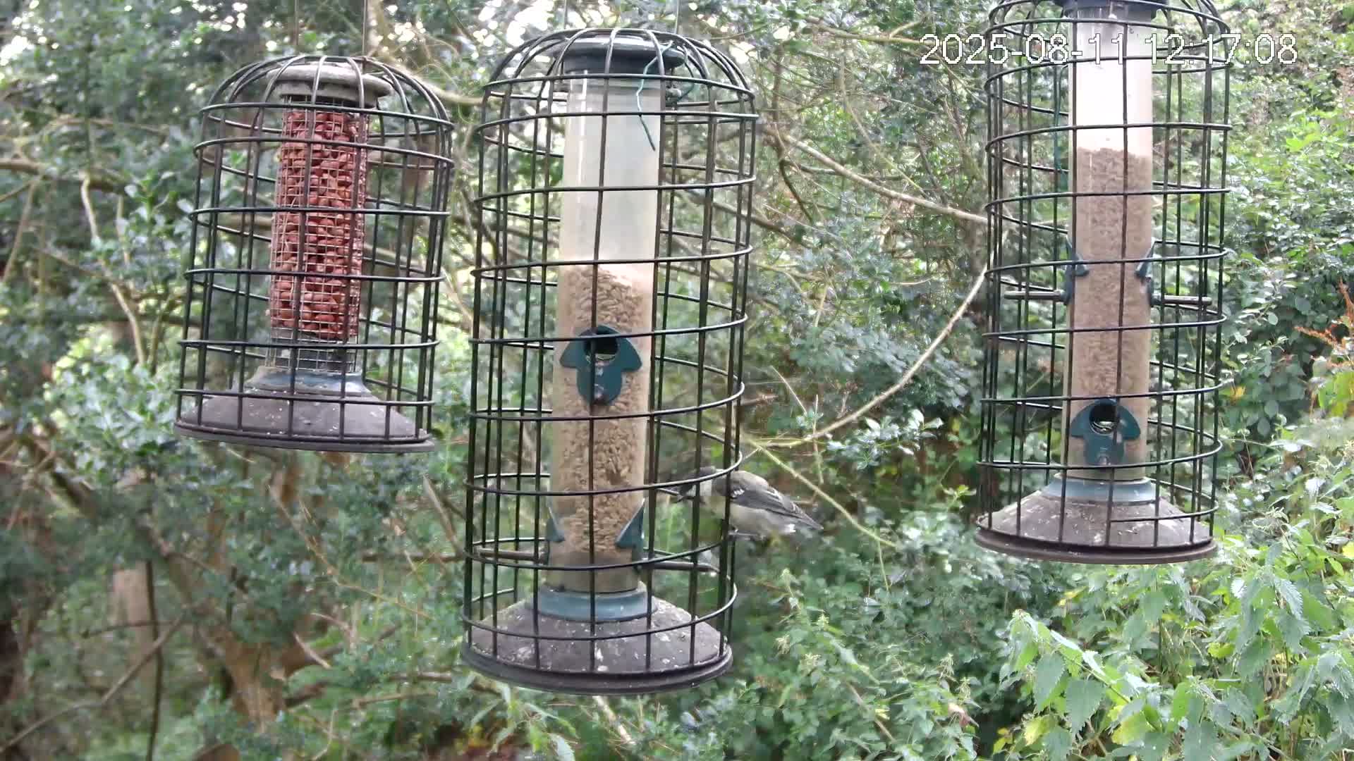 Cornwall, Bird Watching Bird Feeder Live Cam -  Helston, Cornwall, South West, England, United Kingdom