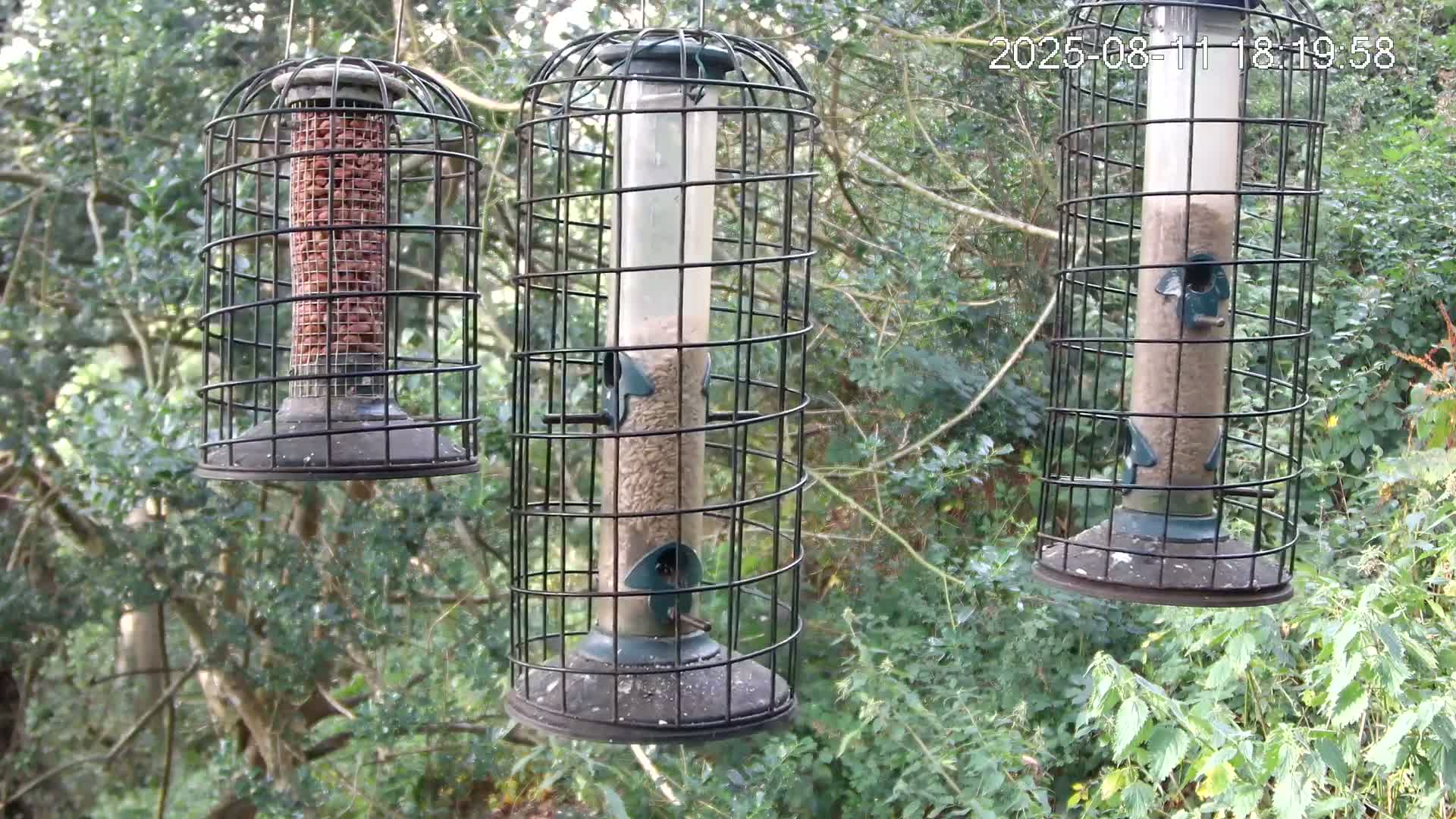 Cornwall, Bird Watching Bird Feeder Live Cam -  Helston, Cornwall, South West, England, United Kingdom
