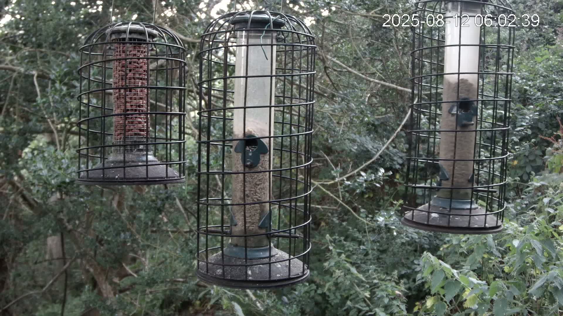 Cornwall, Bird Watching Bird Feeder Live Cam -  Helston, Cornwall, South West, England, United Kingdom