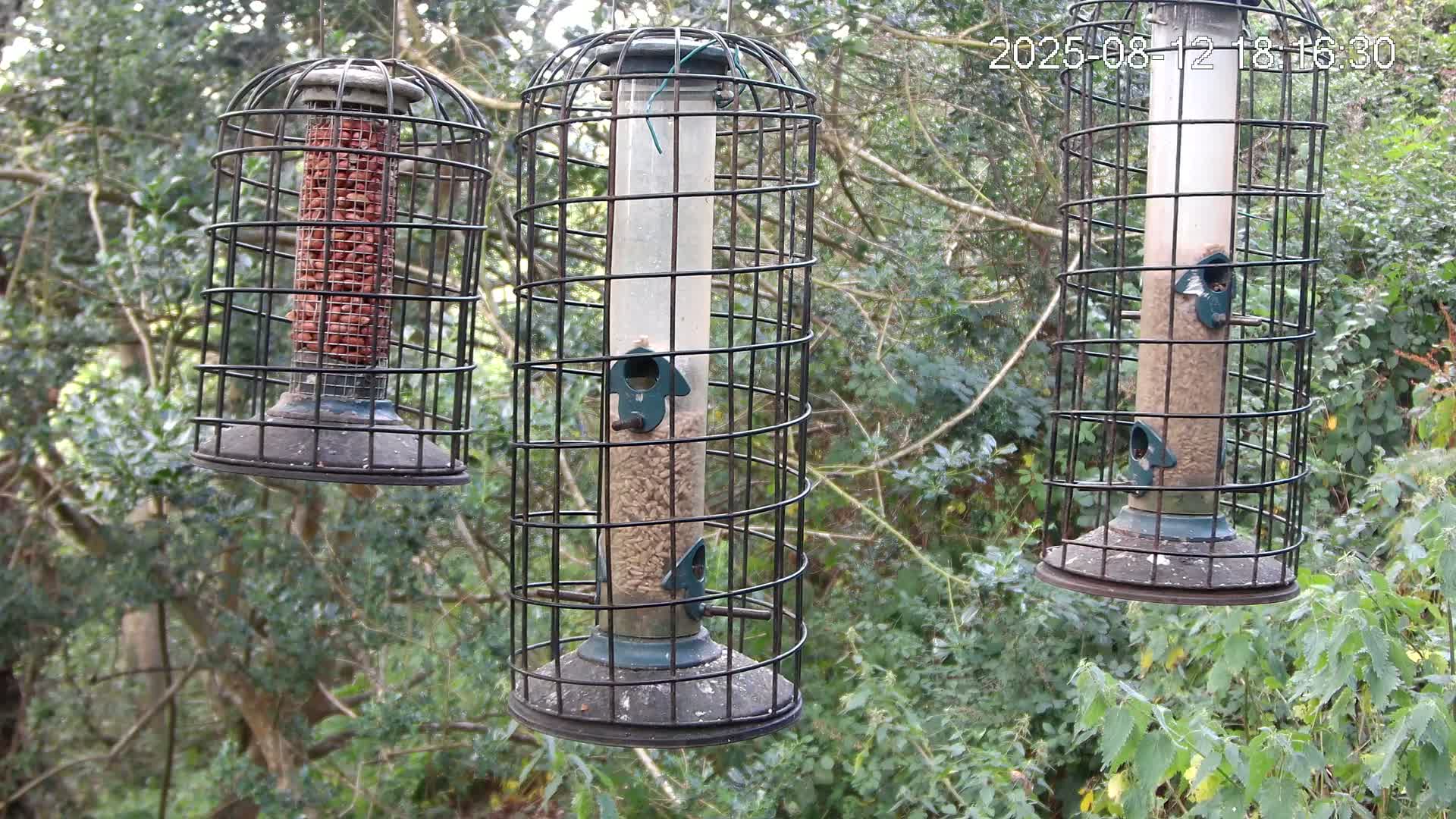 Cornwall, Bird Watching Bird Feeder Live Cam -  Helston, Cornwall, South West, England, United Kingdom