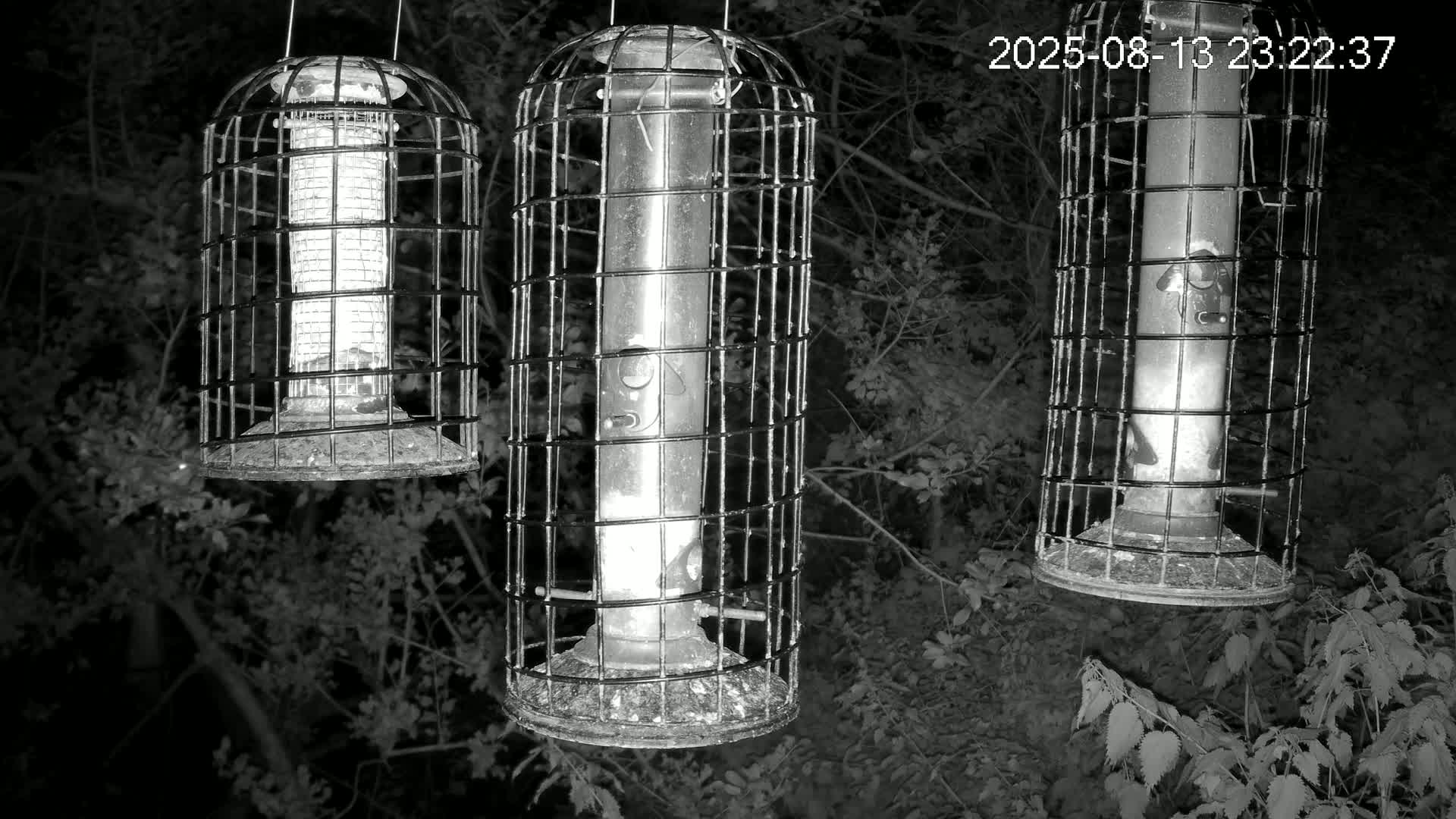 Cornwall, Bird Watching Bird Feeder Live Cam -  Helston, Cornwall, South West, England, United Kingdom