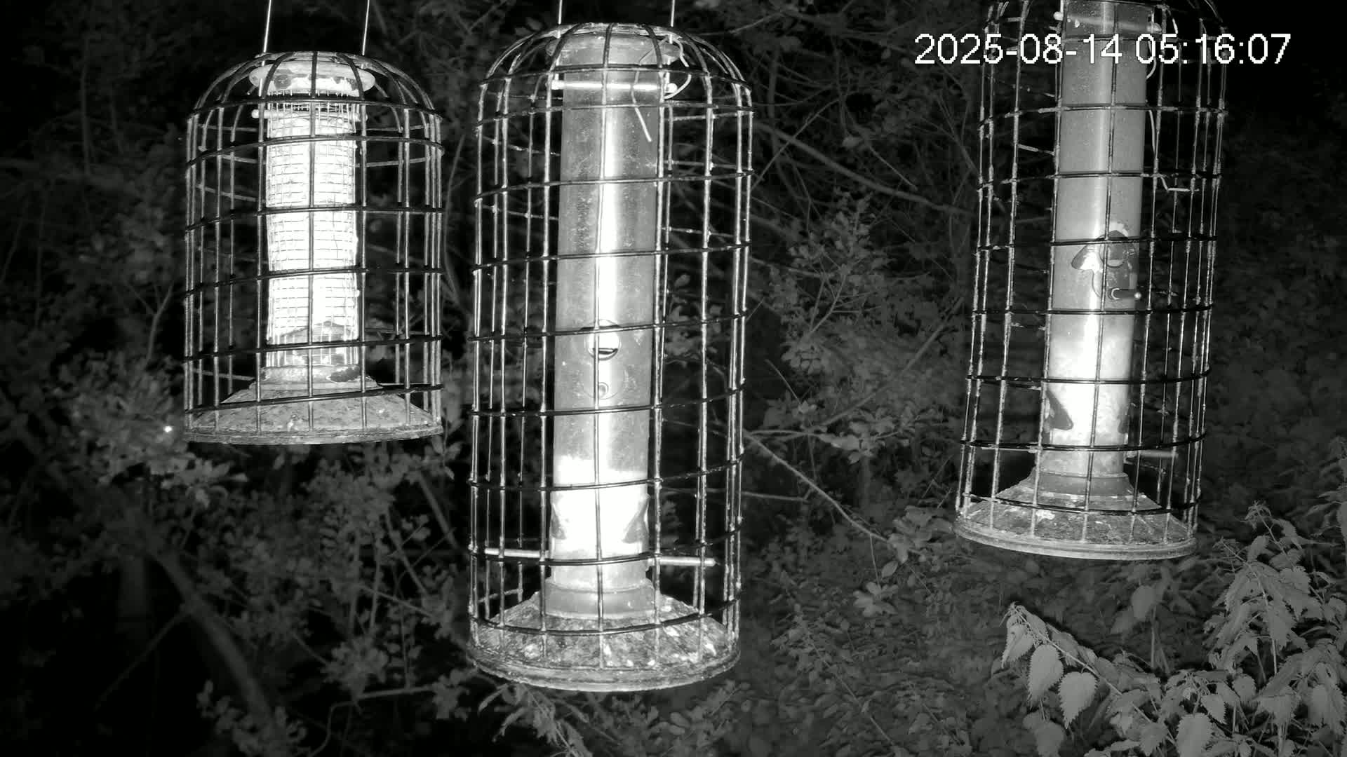 Cornwall, Bird Watching Bird Feeder Live Cam -  Helston, Cornwall, South West, England, United Kingdom
