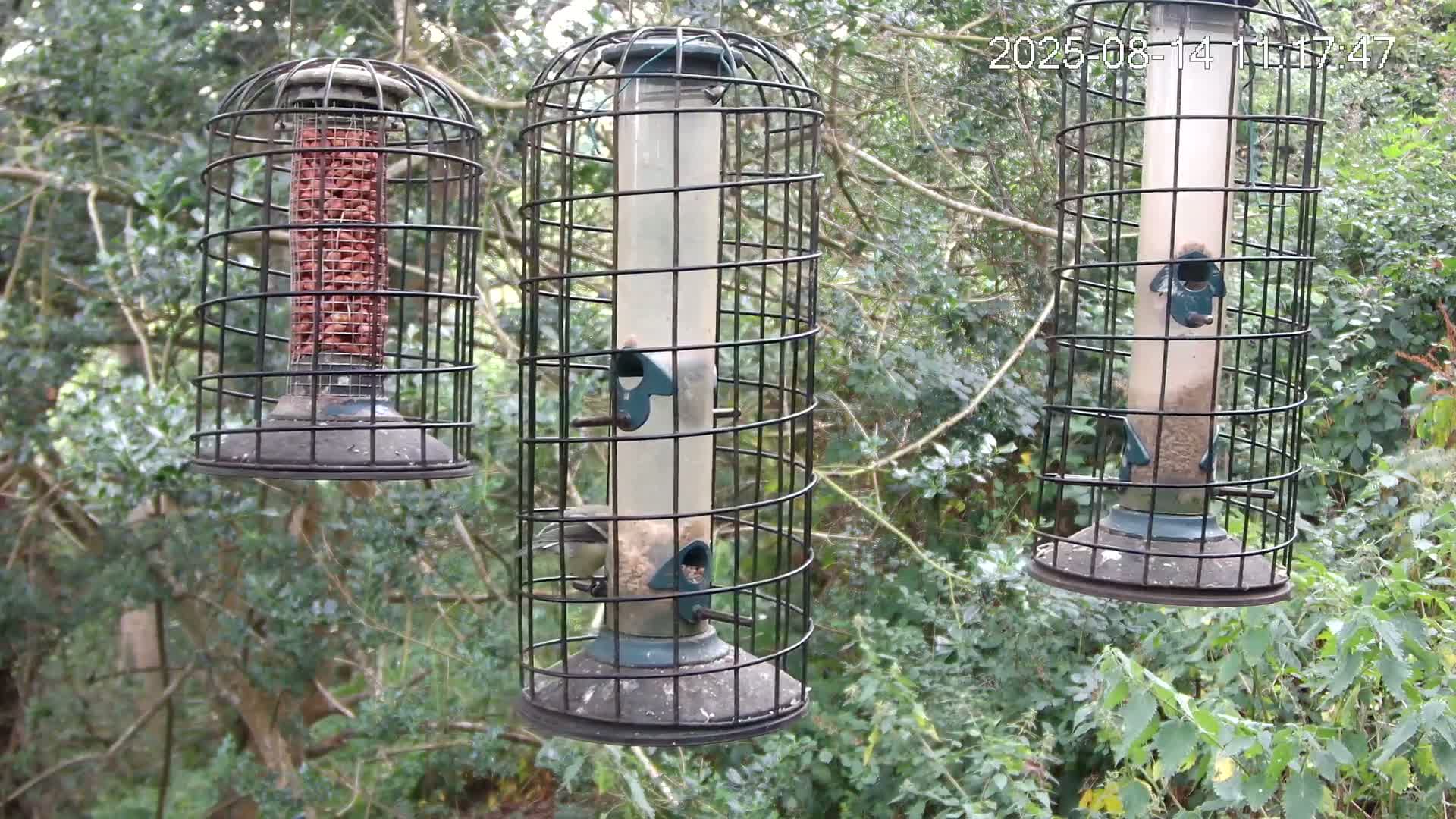 Cornwall, Bird Watching Bird Feeder Live Cam -  Helston, Cornwall, South West, England, United Kingdom