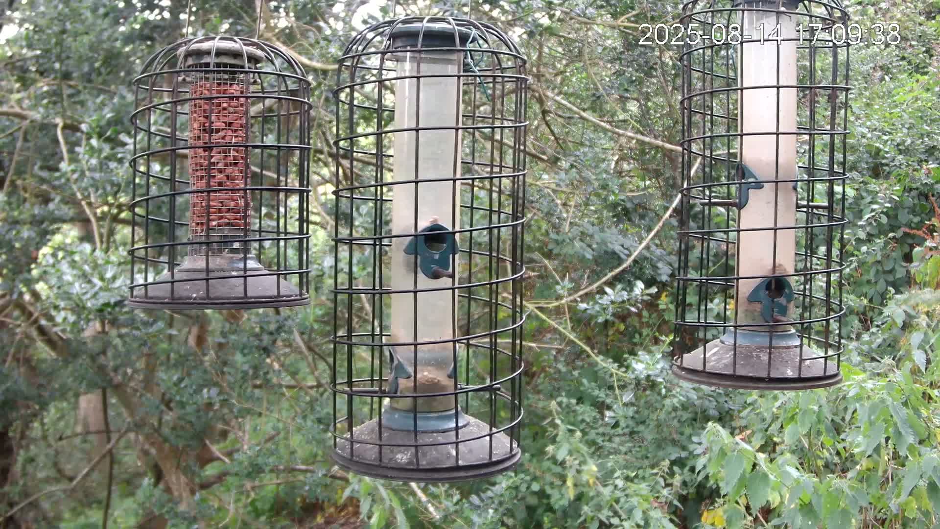 Cornwall, Bird Watching Bird Feeder Live Cam -  Helston, Cornwall, South West, England, United Kingdom
