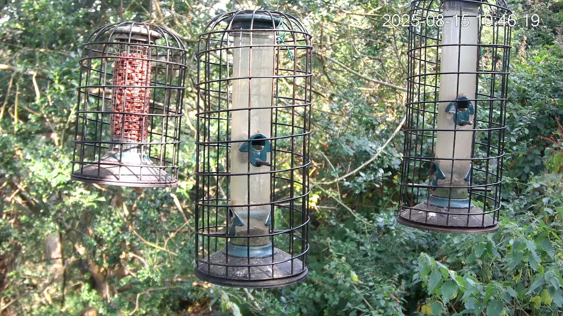 Three caged bird feeders hang from tree branches in a leafy, wooded area.