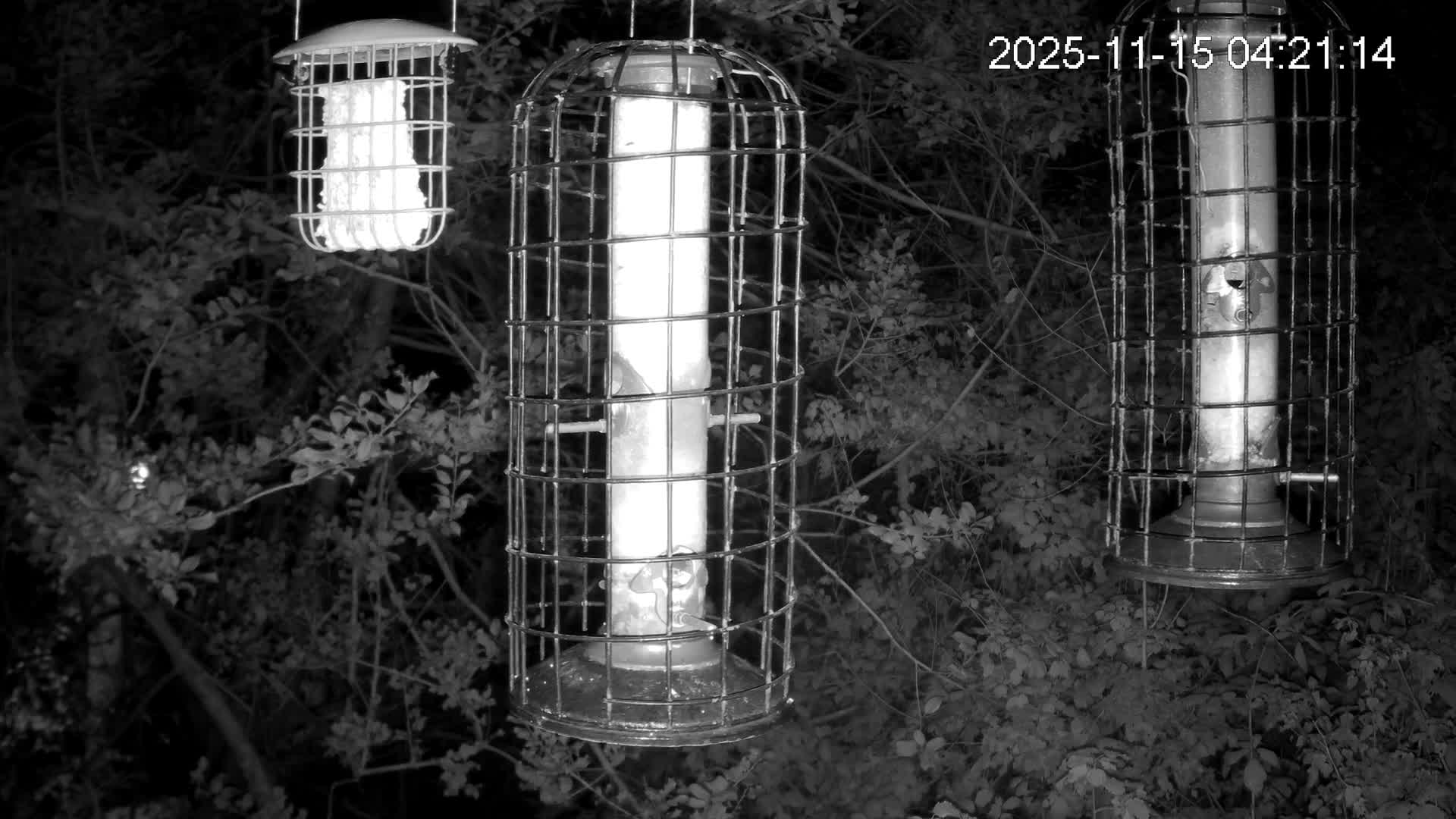 Cornwall, Bird Watching Bird Feeder Live Cam -  Helston, Cornwall, South West, England, United Kingdom
