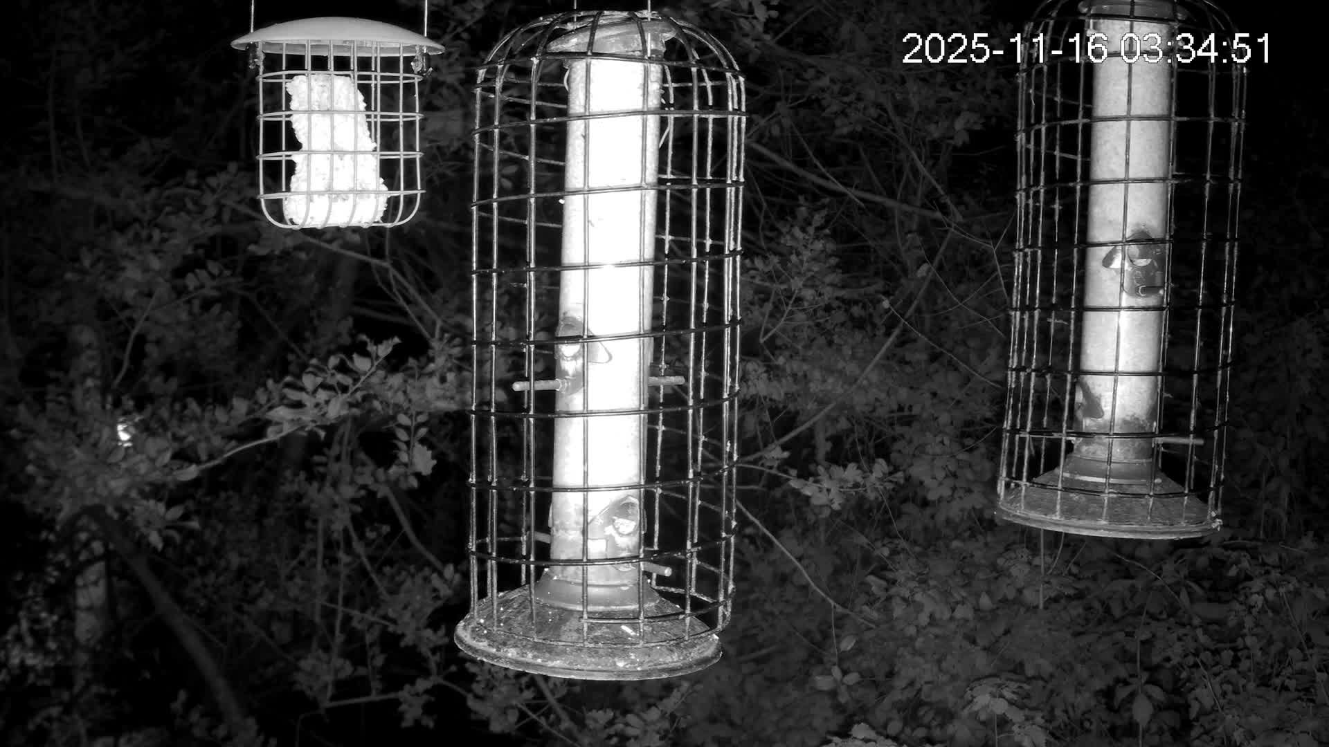 Cornwall, Bird Watching Bird Feeder Live Cam -  Helston, Cornwall, South West, England, United Kingdom