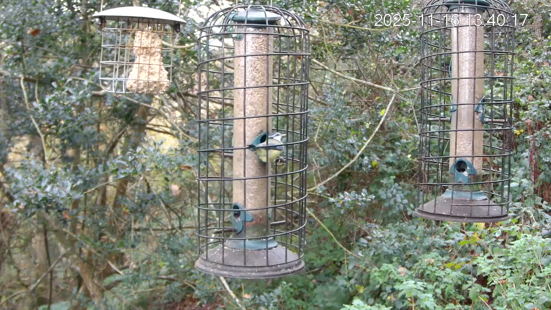 Cornwall, Bird Watching Bird Feeder Live Cam -  Helston, Cornwall, South West, England, United Kingdom