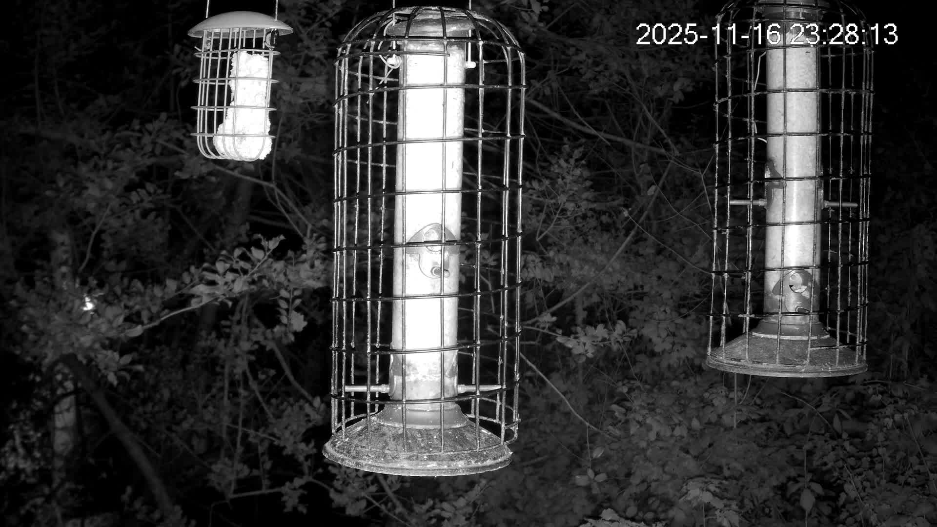 Cornwall, Bird Watching Bird Feeder Live Cam -  Helston, Cornwall, South West, England, United Kingdom