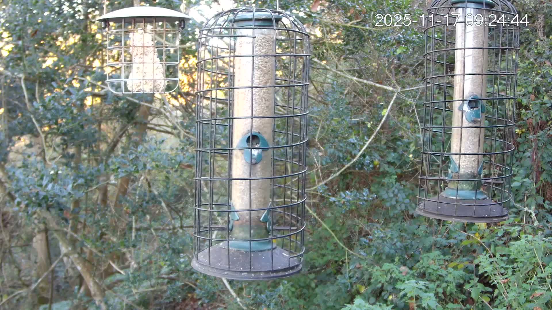 Three bird feeders, one containing a fat ball and two filled with seeds, hang suspended amidst lush green foliage on a bright outdoor day.