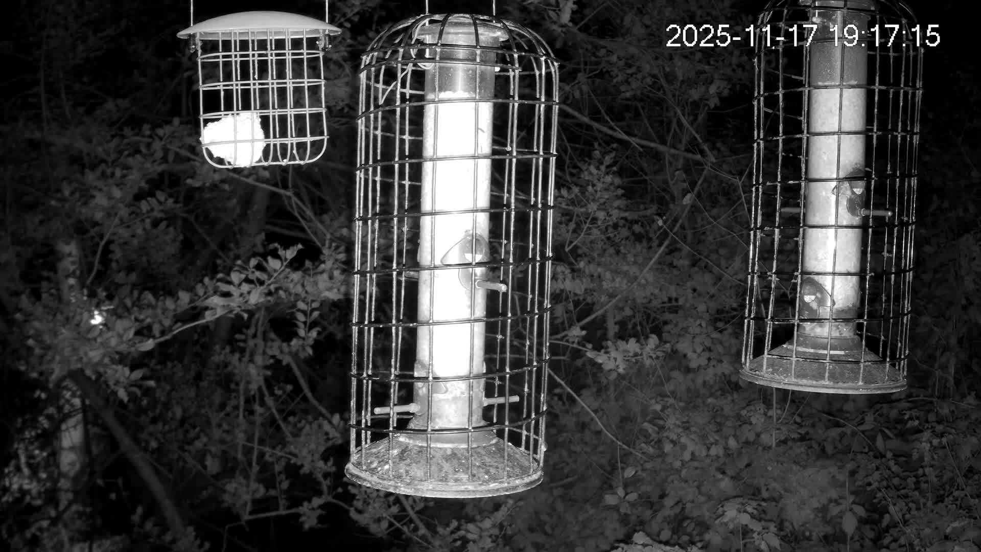 Cornwall, Bird Watching Bird Feeder Live Cam -  Helston, Cornwall, South West, England, United Kingdom