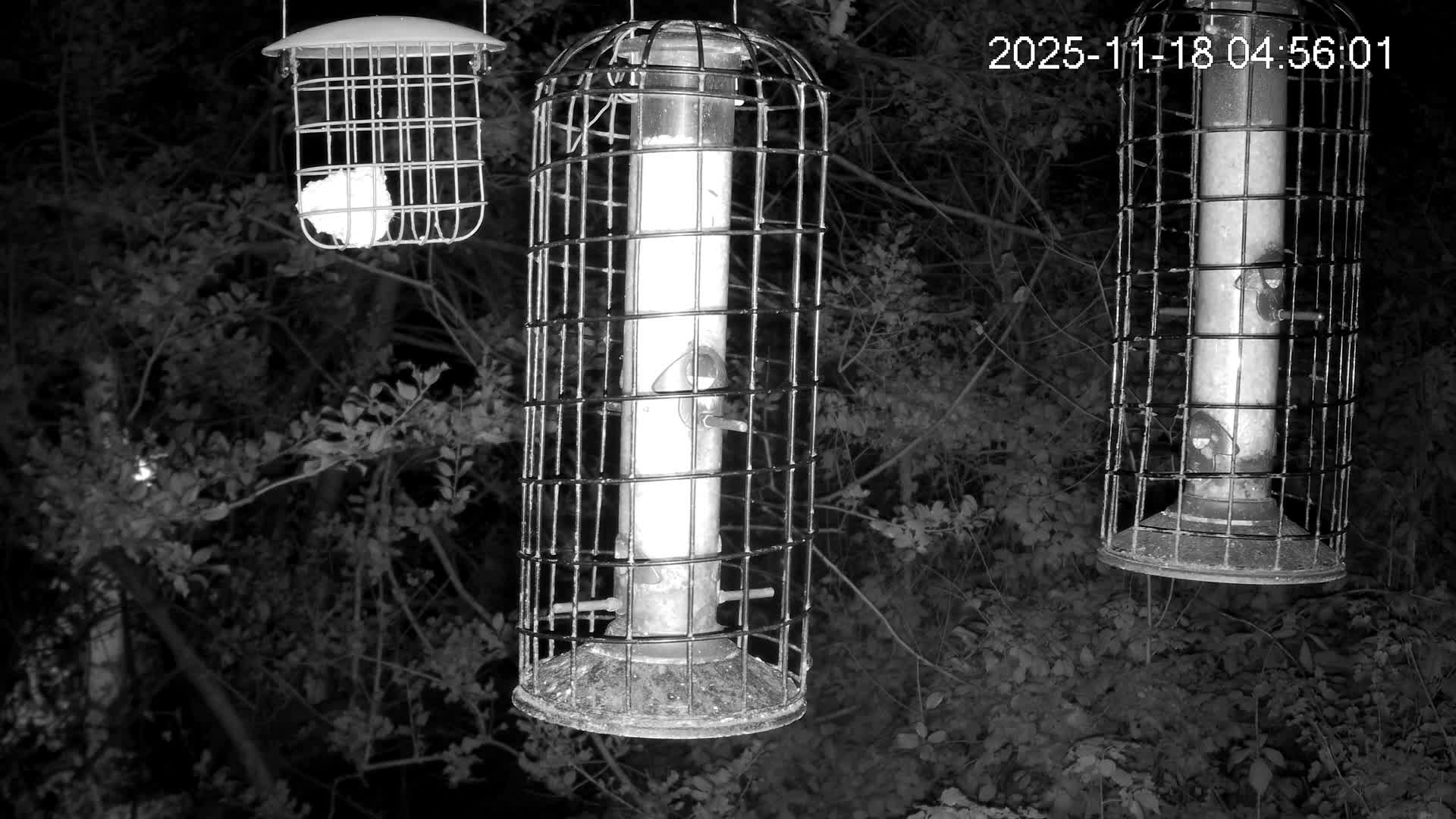 Cornwall, Bird Watching Bird Feeder Live Cam -  Helston, Cornwall, South West, England, United Kingdom